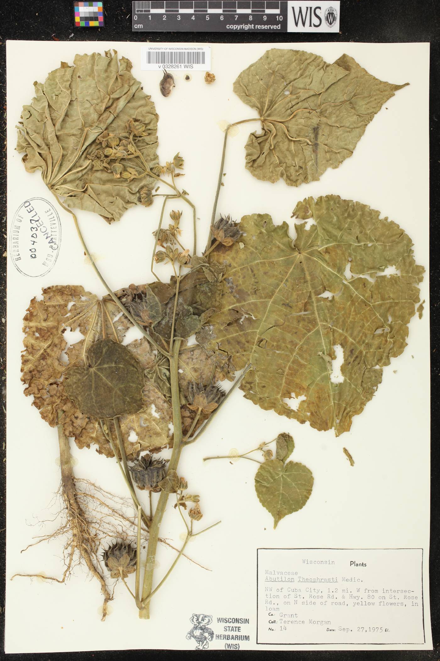 Abutilon theophrasti image