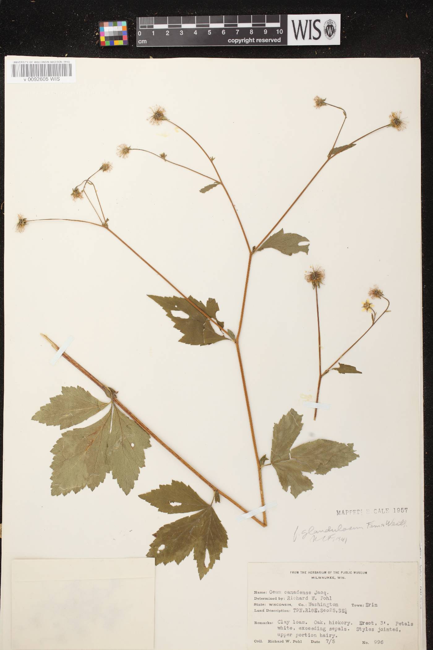 Geum canadense image