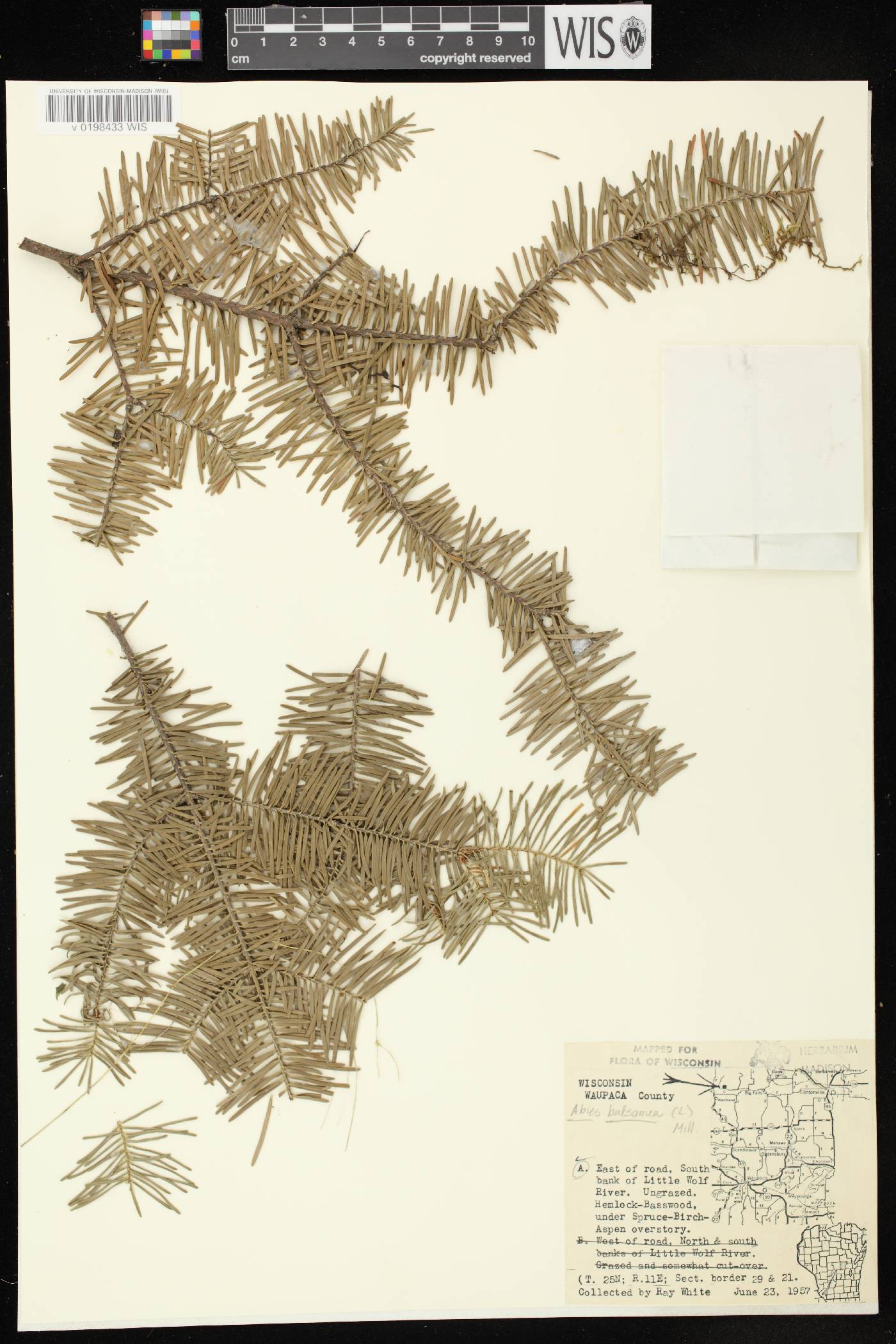 Abies balsamea image