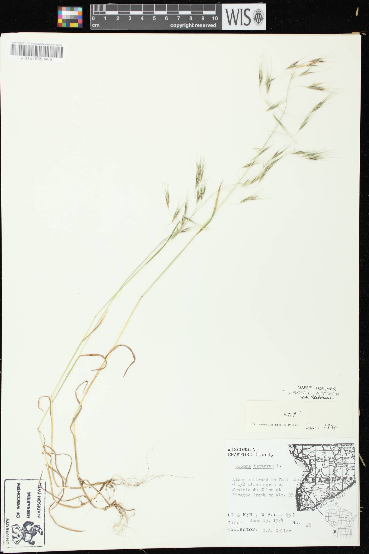 Bromus tectorum image