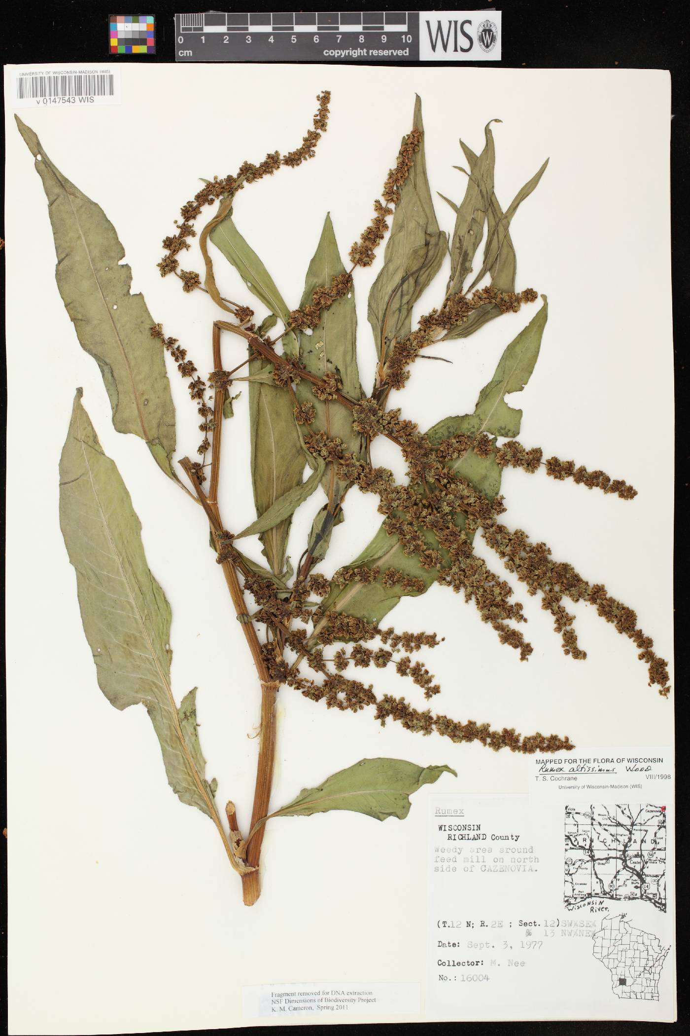 Rumex altissimus image