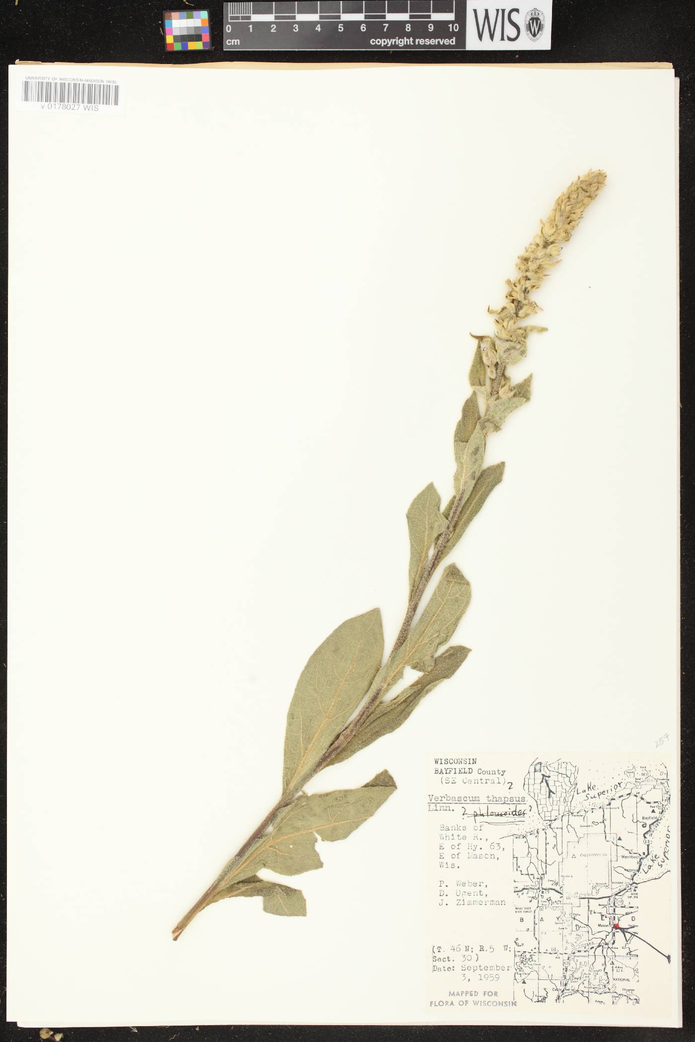 Verbascum thapsus image