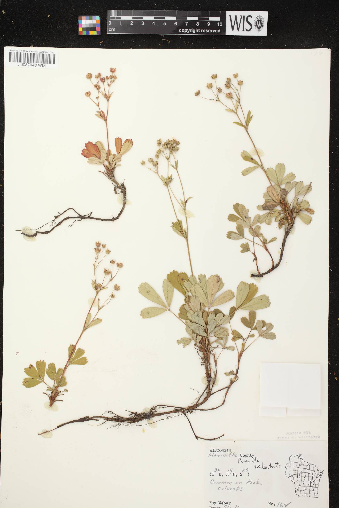 Sibbaldiopsis tridentata image