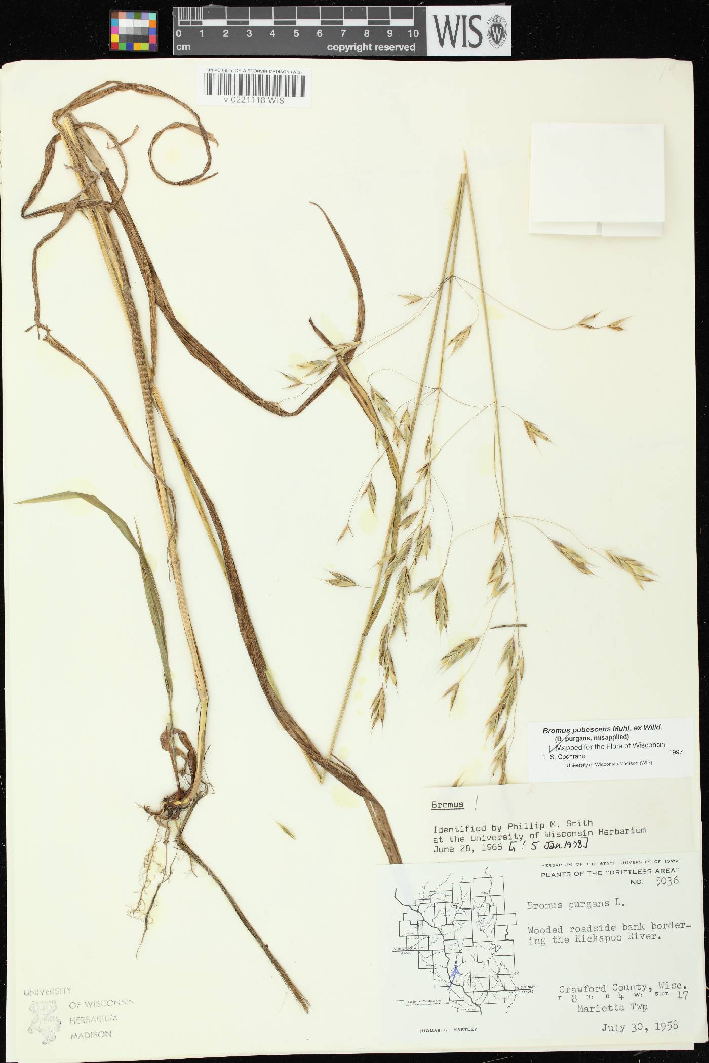 Bromus pubescens image