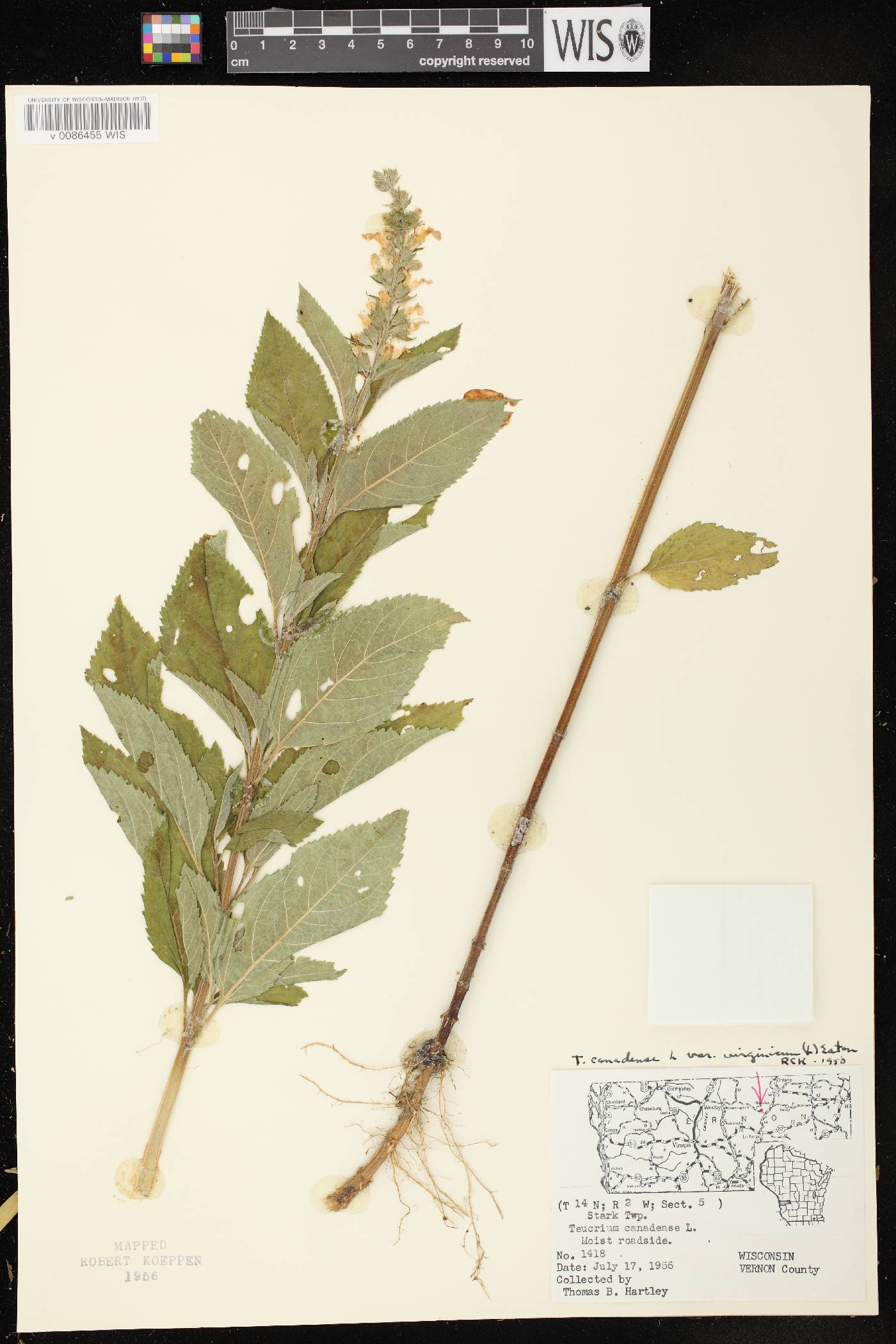 Teucrium canadense var. virginicum image