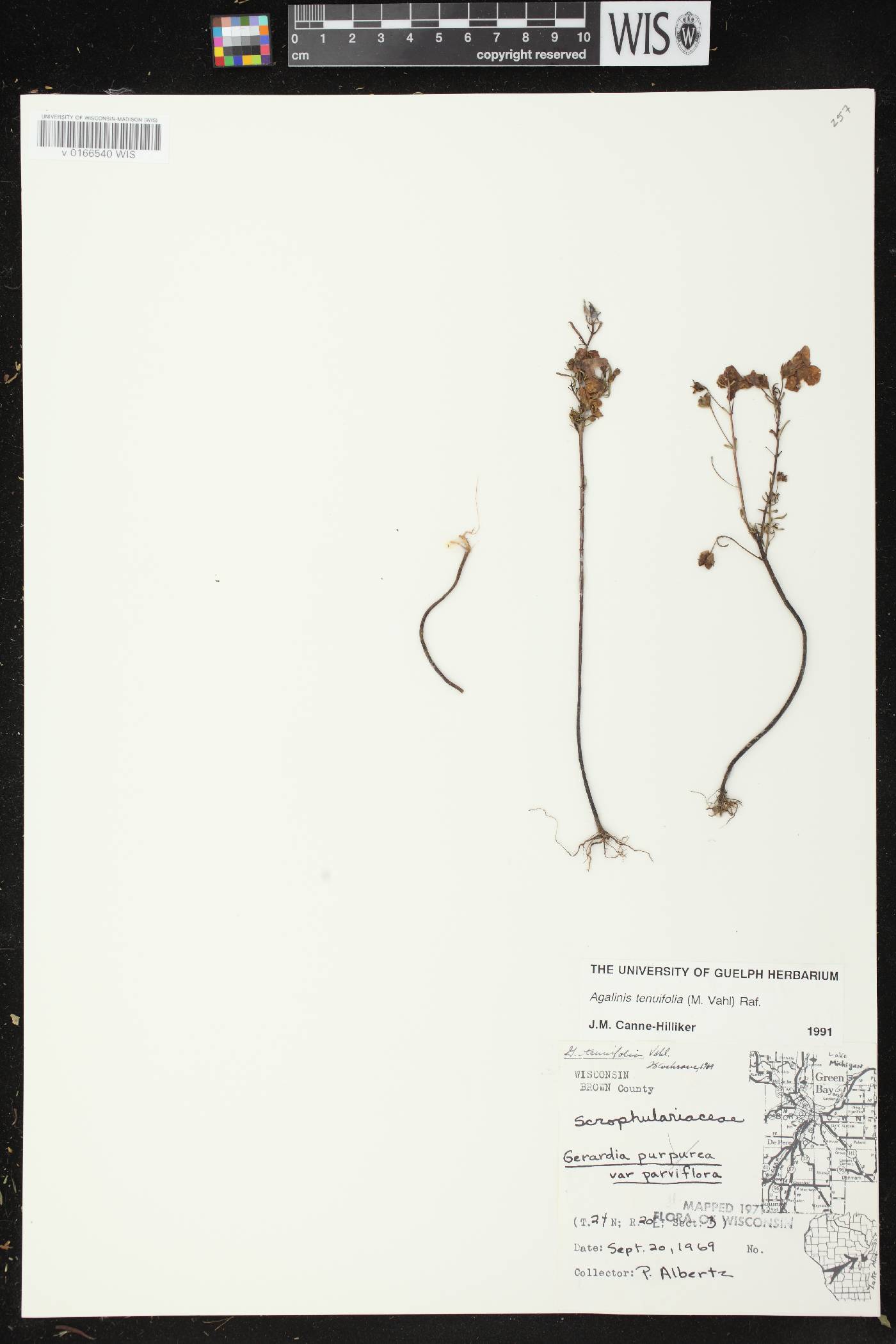 Agalinis tenuifolia image