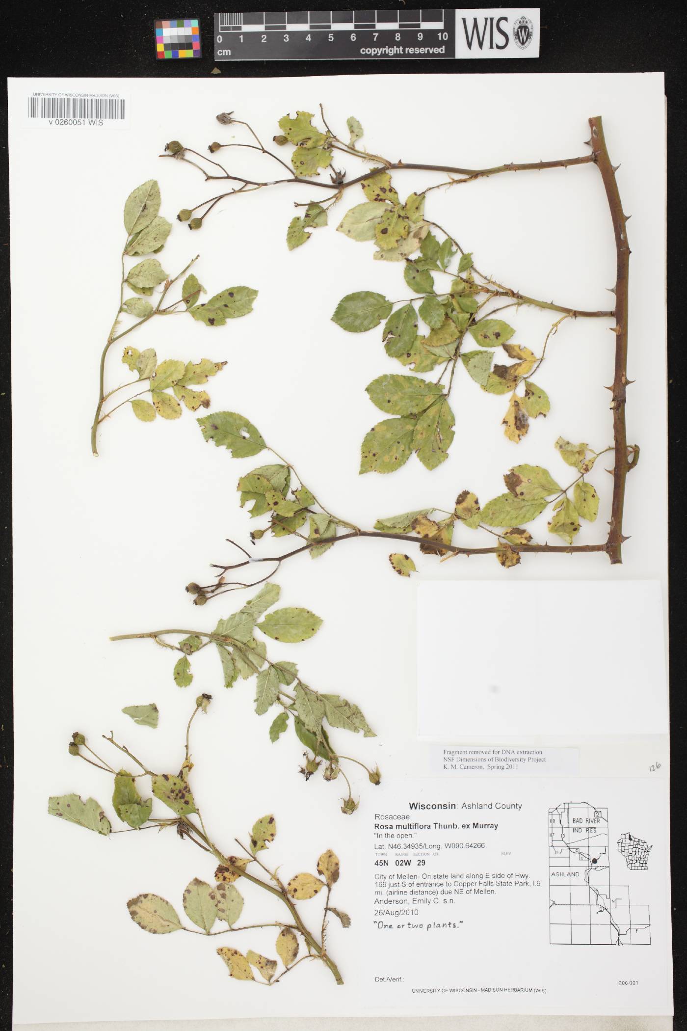 Rosa multiflora image