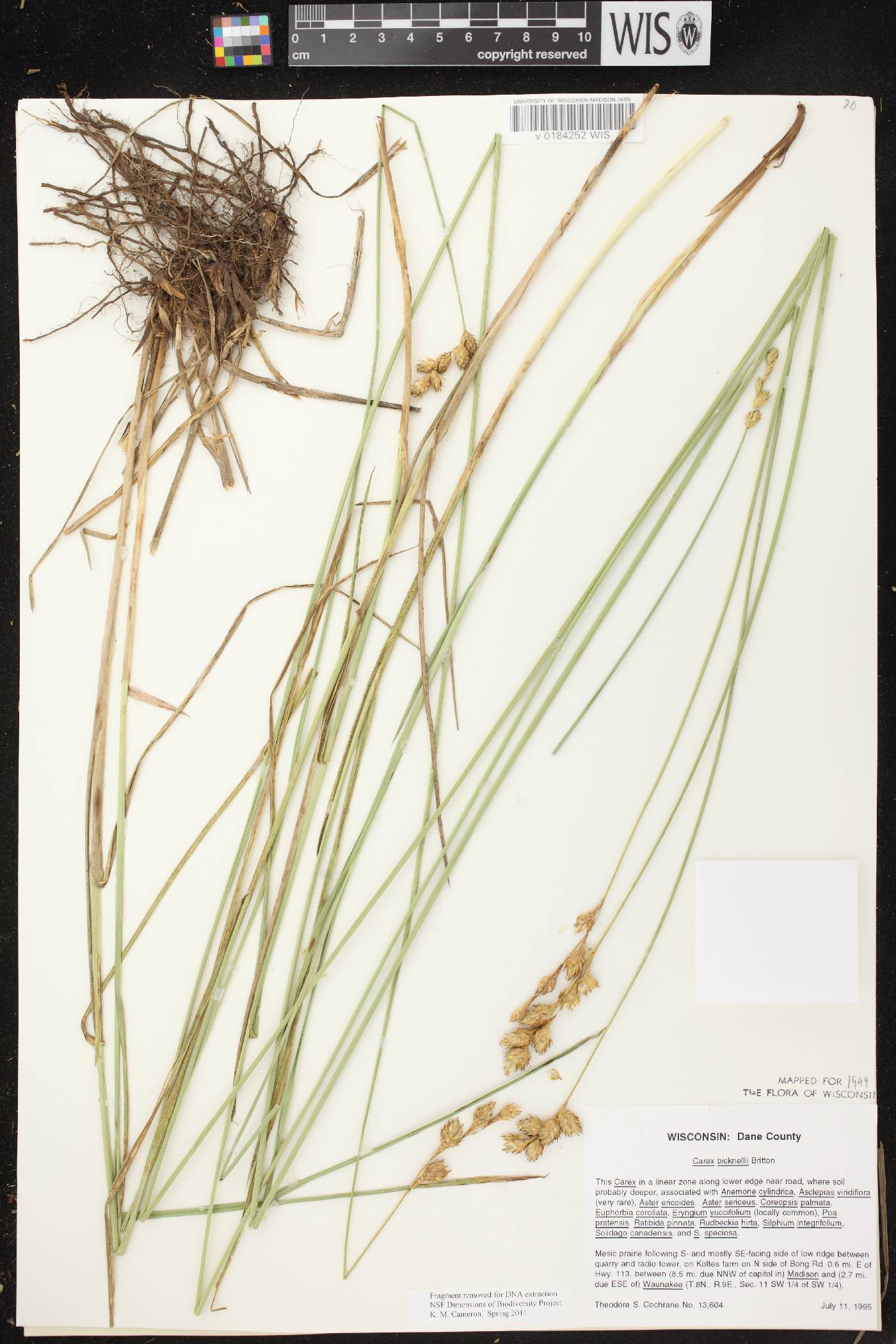 Carex bicknellii image