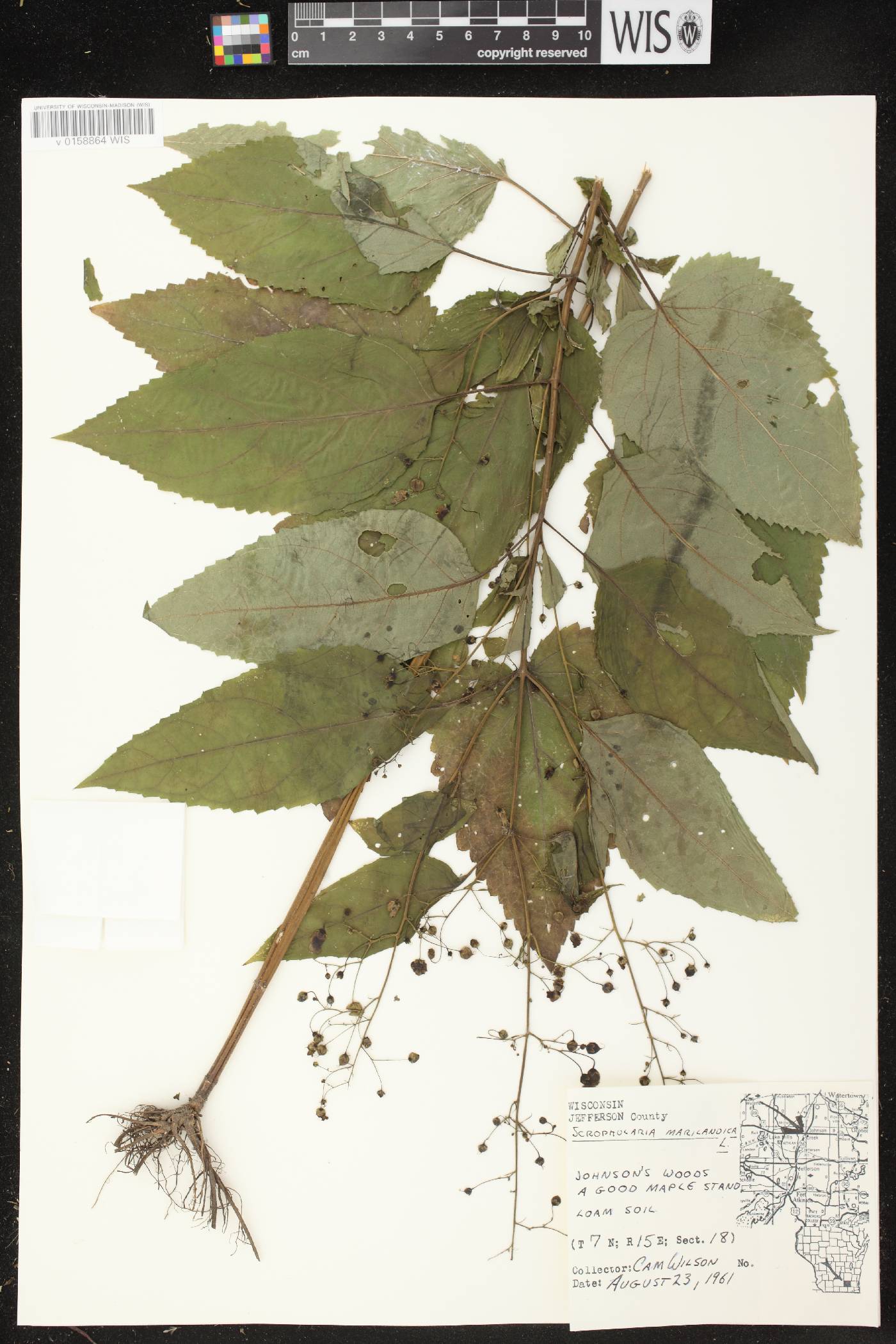 Scrophularia marilandica image