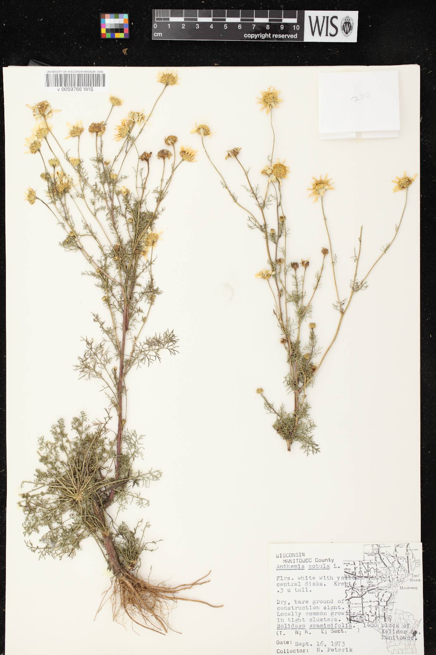 Anthemis cotula image