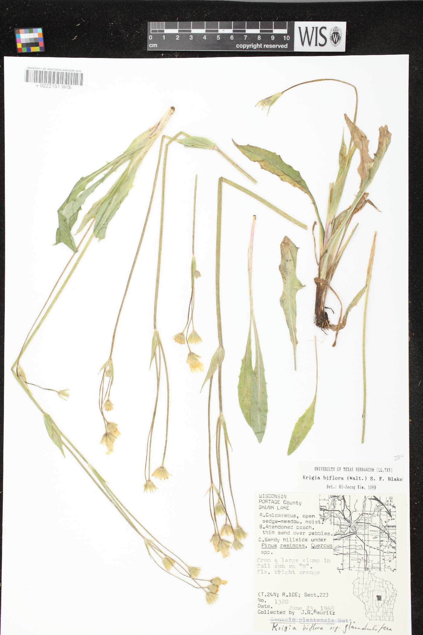 Krigia biflora image