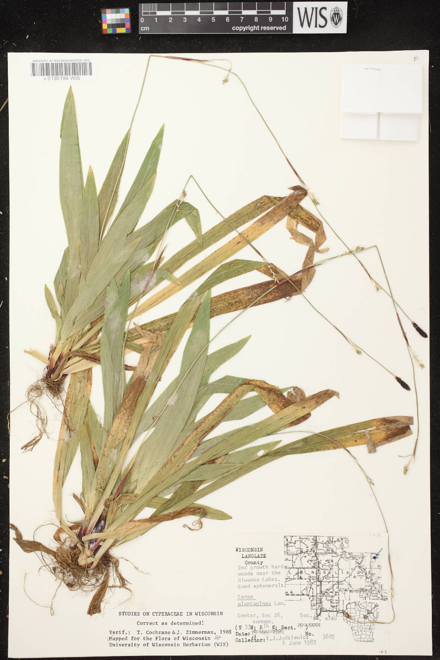 Carex plantaginea image