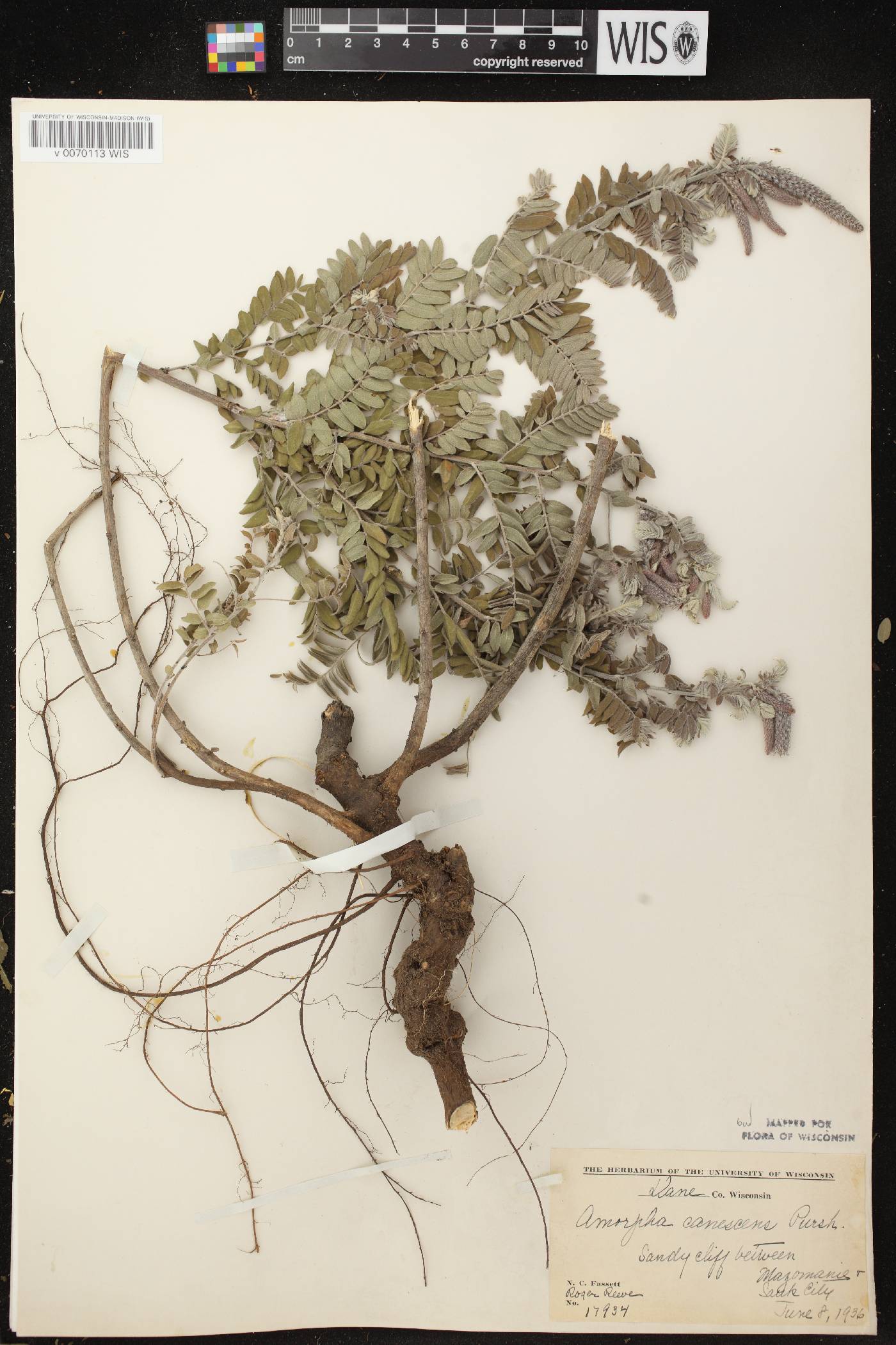 Amorpha canescens image