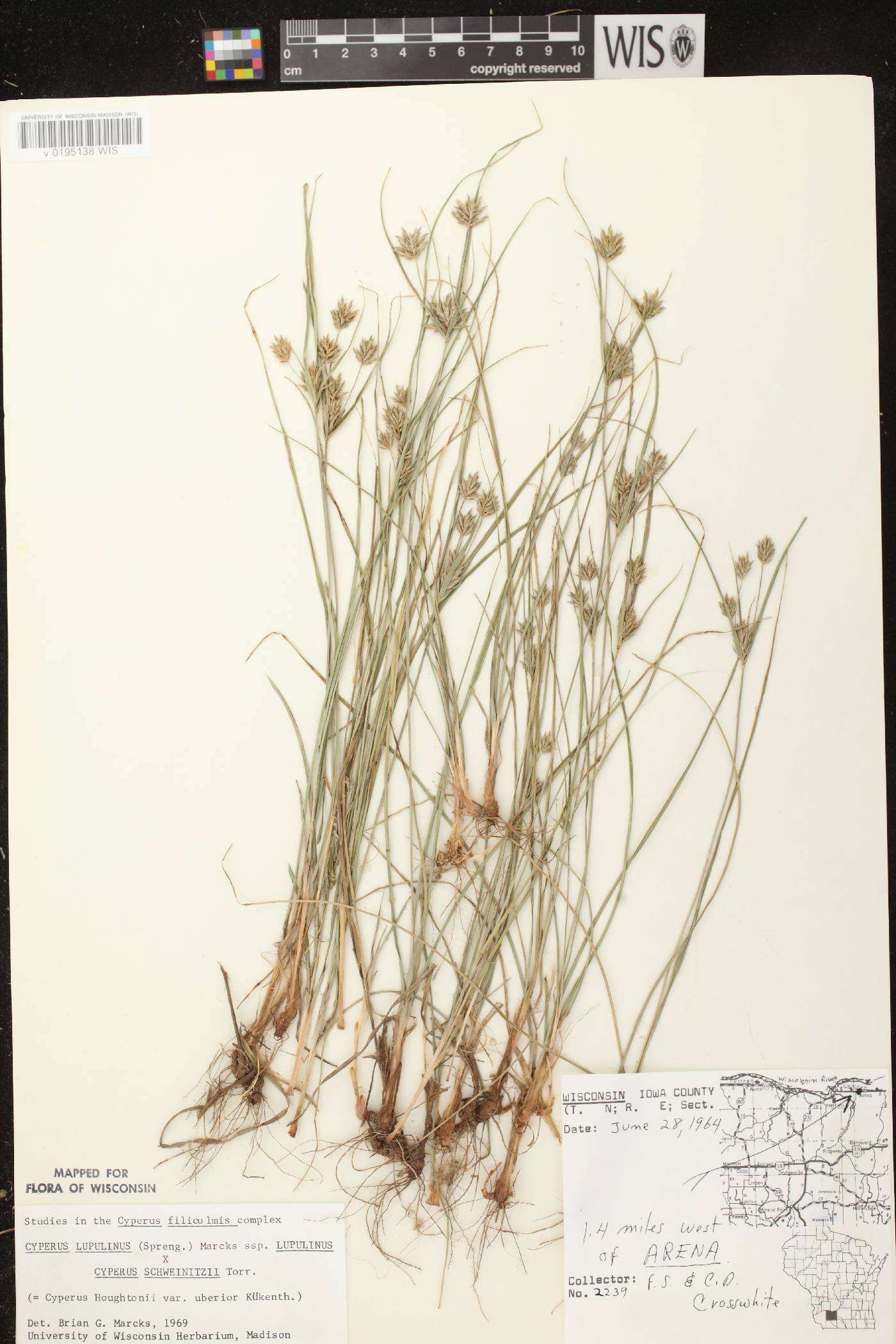 Cyperus X mesochorus image