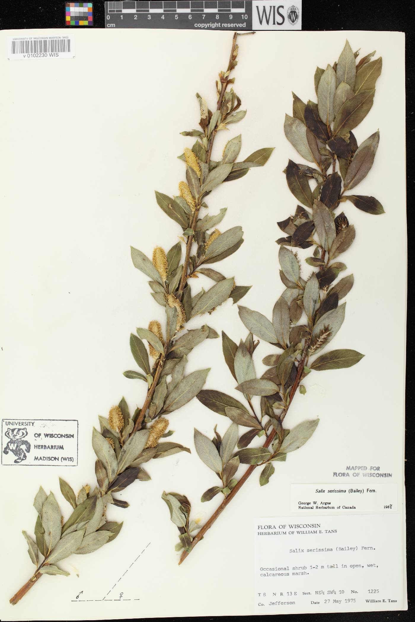 Salix serissima image