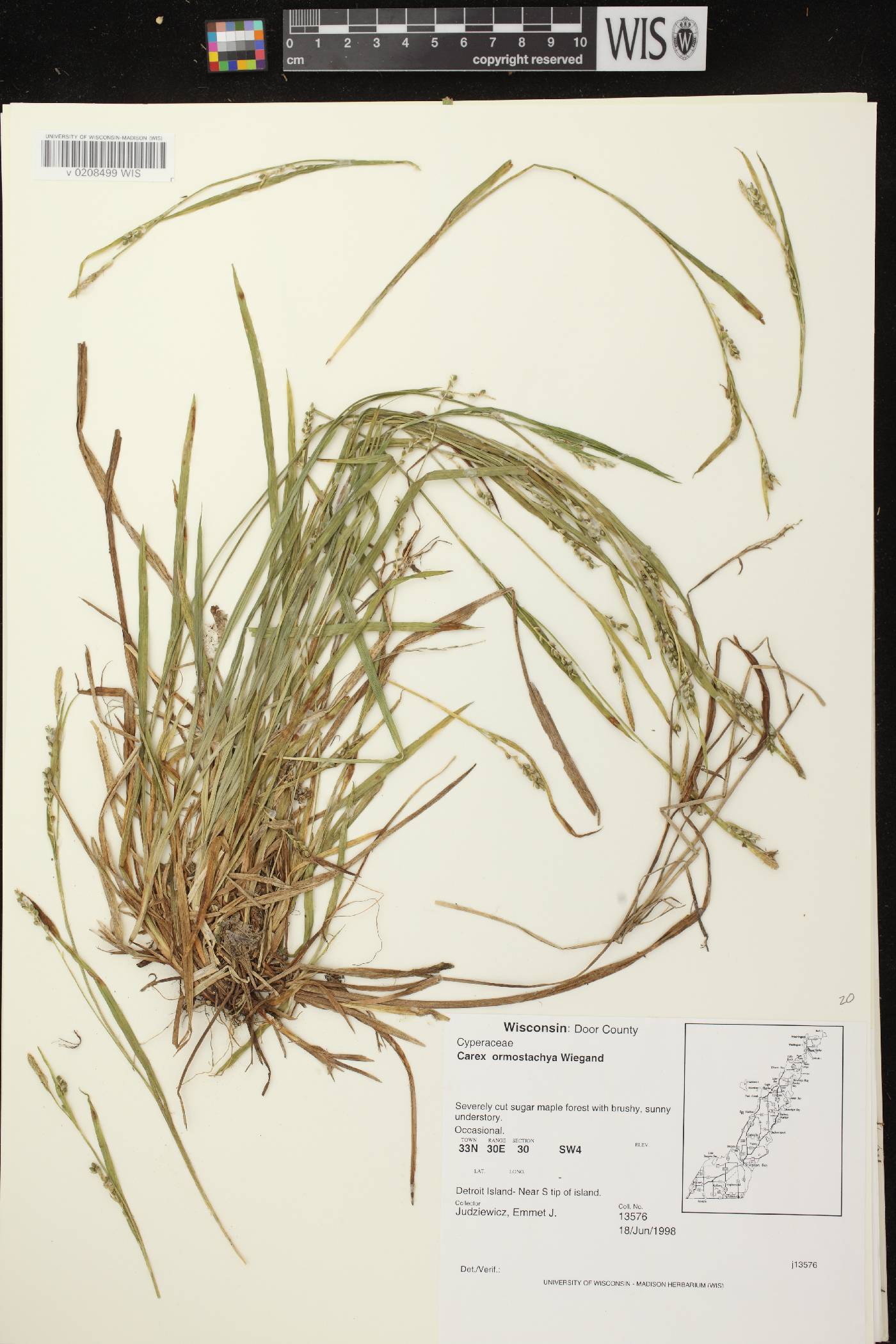 Carex ormostachya image