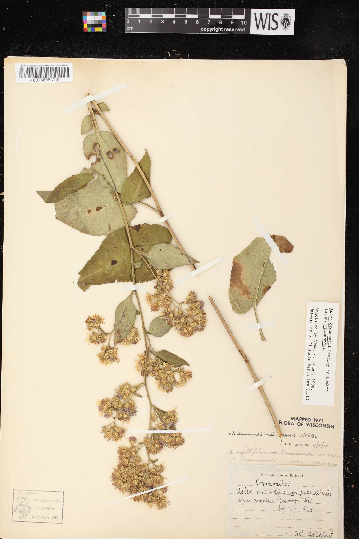 Symphyotrichum drummondii var. drummondii image