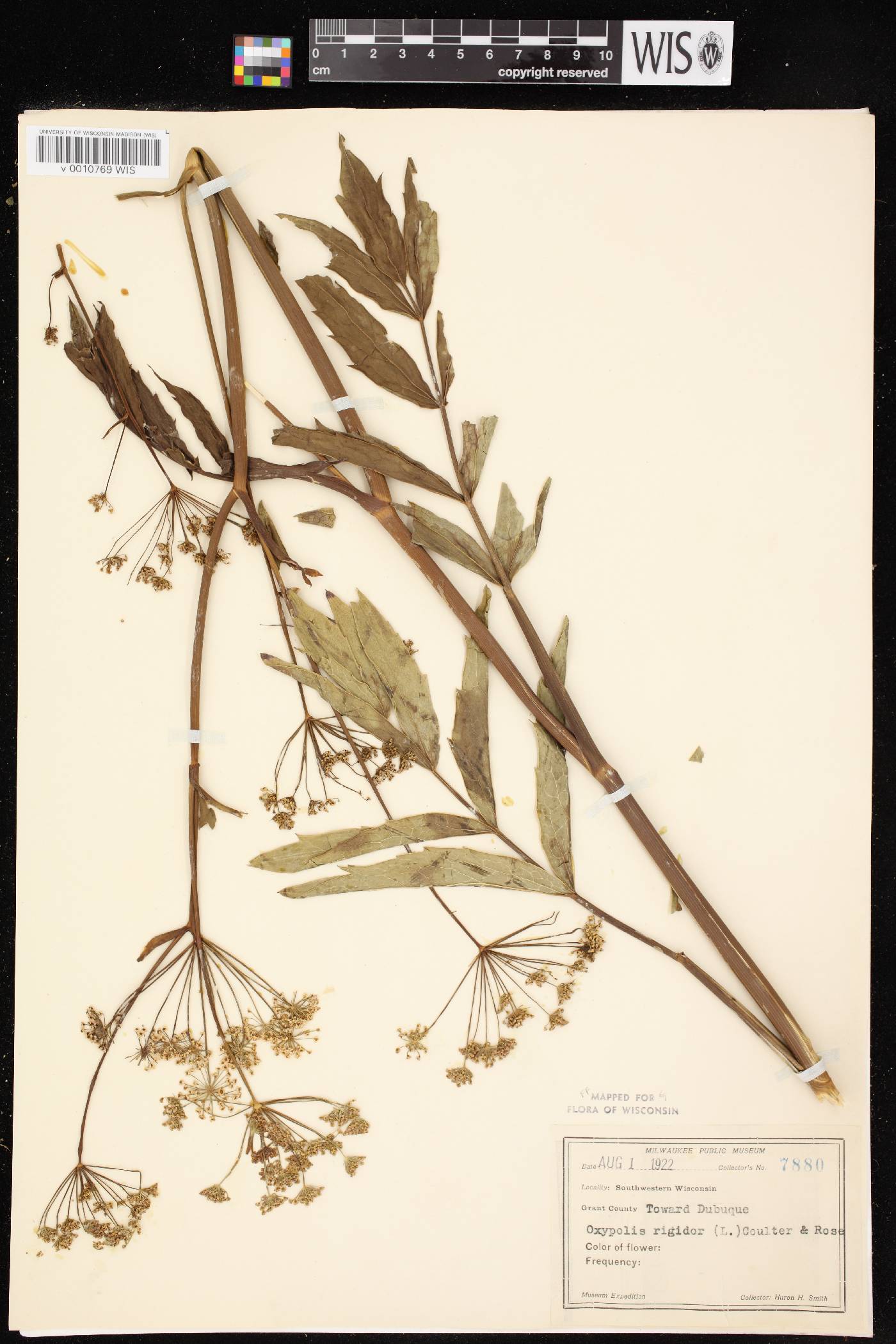 Oxypolis rigidior image