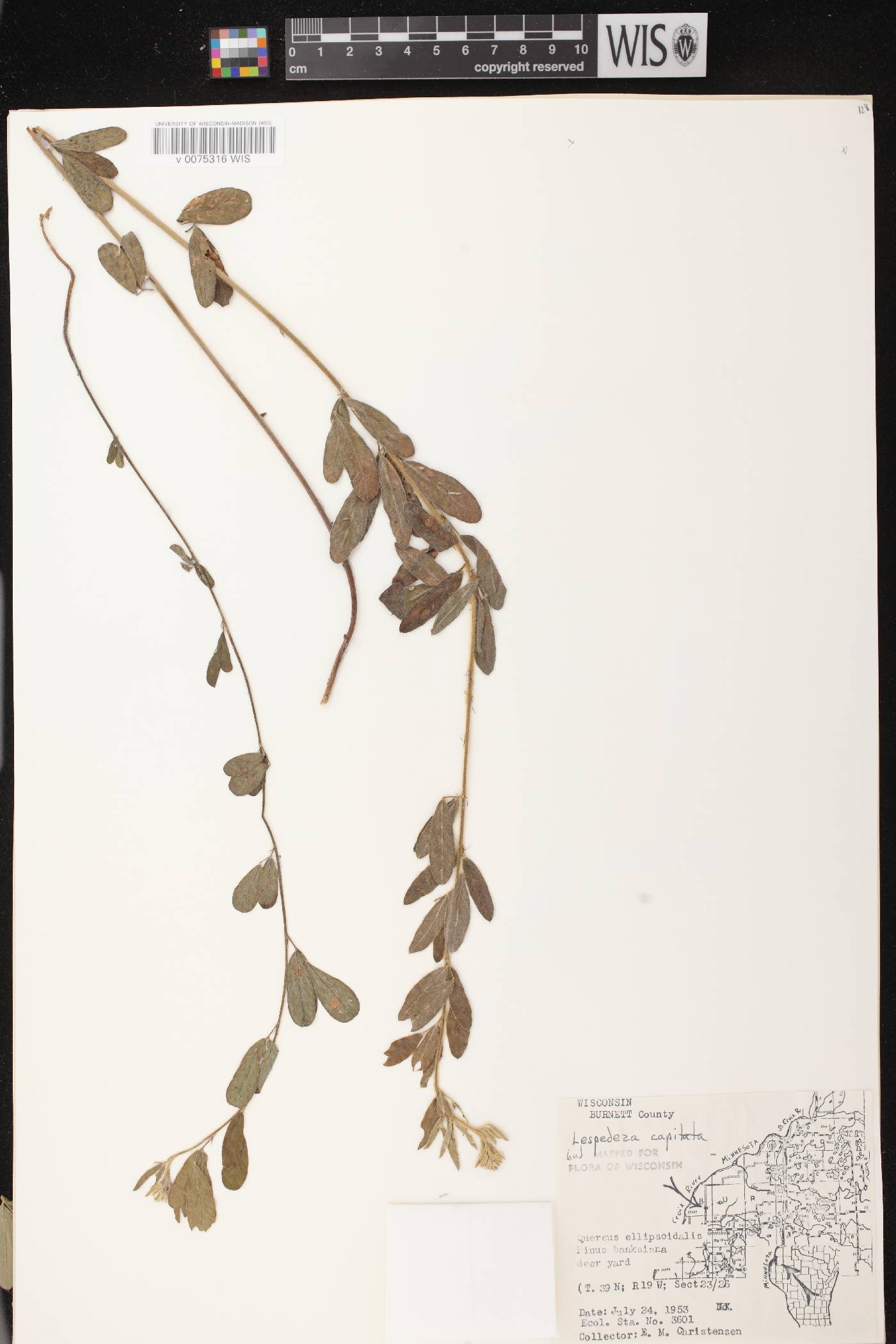 Lespedeza capitata image