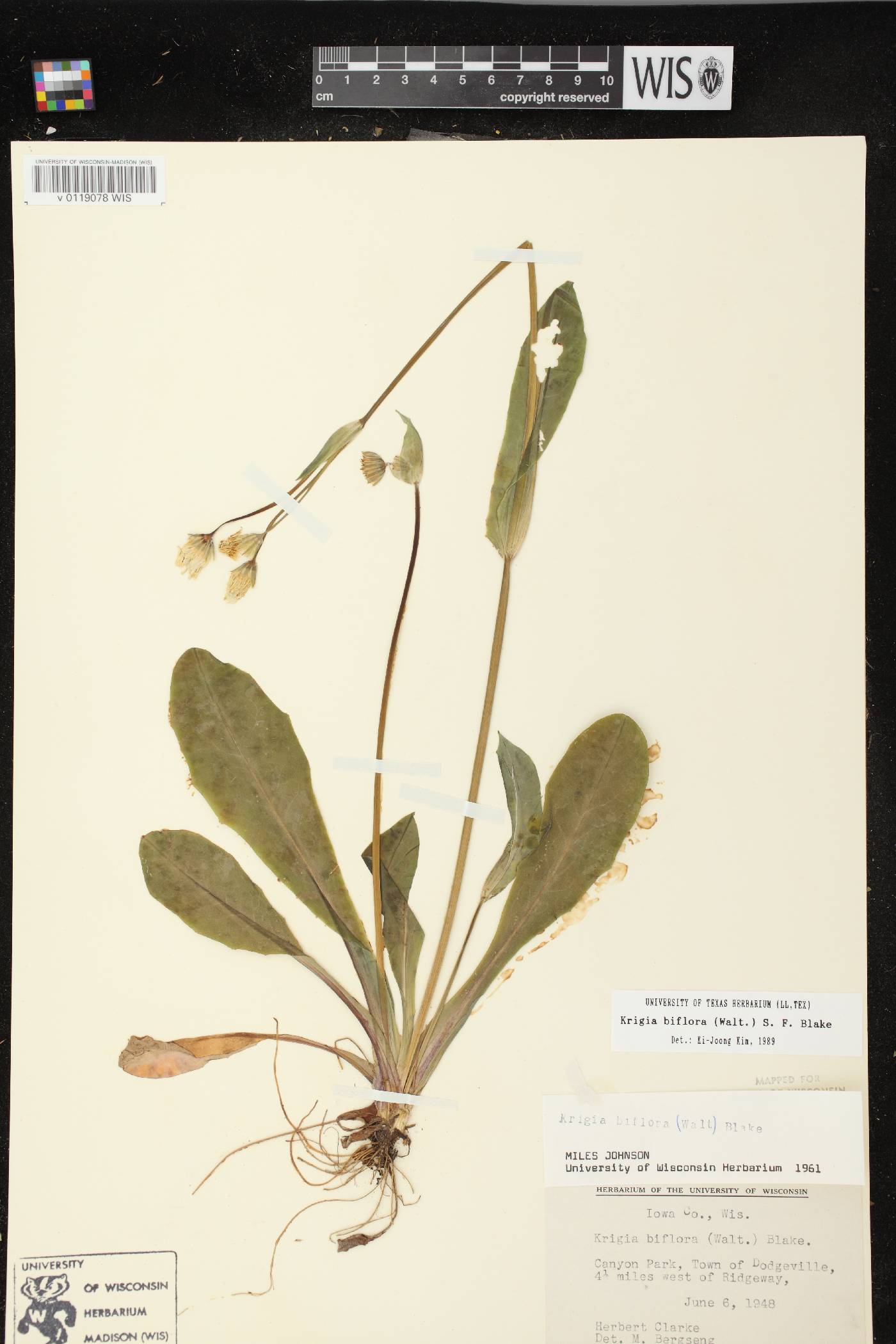 Krigia biflora image
