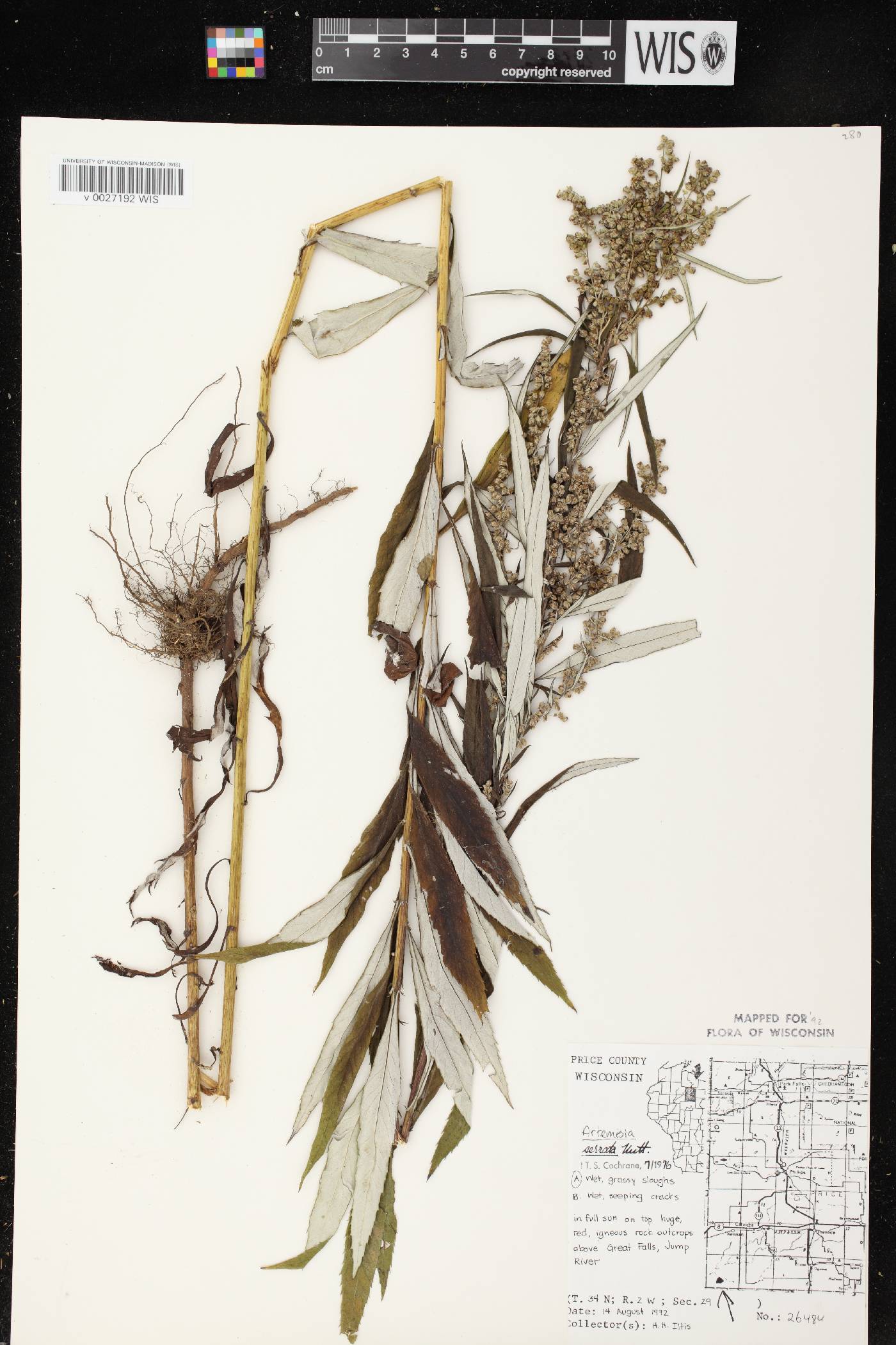 Artemisia serrata image