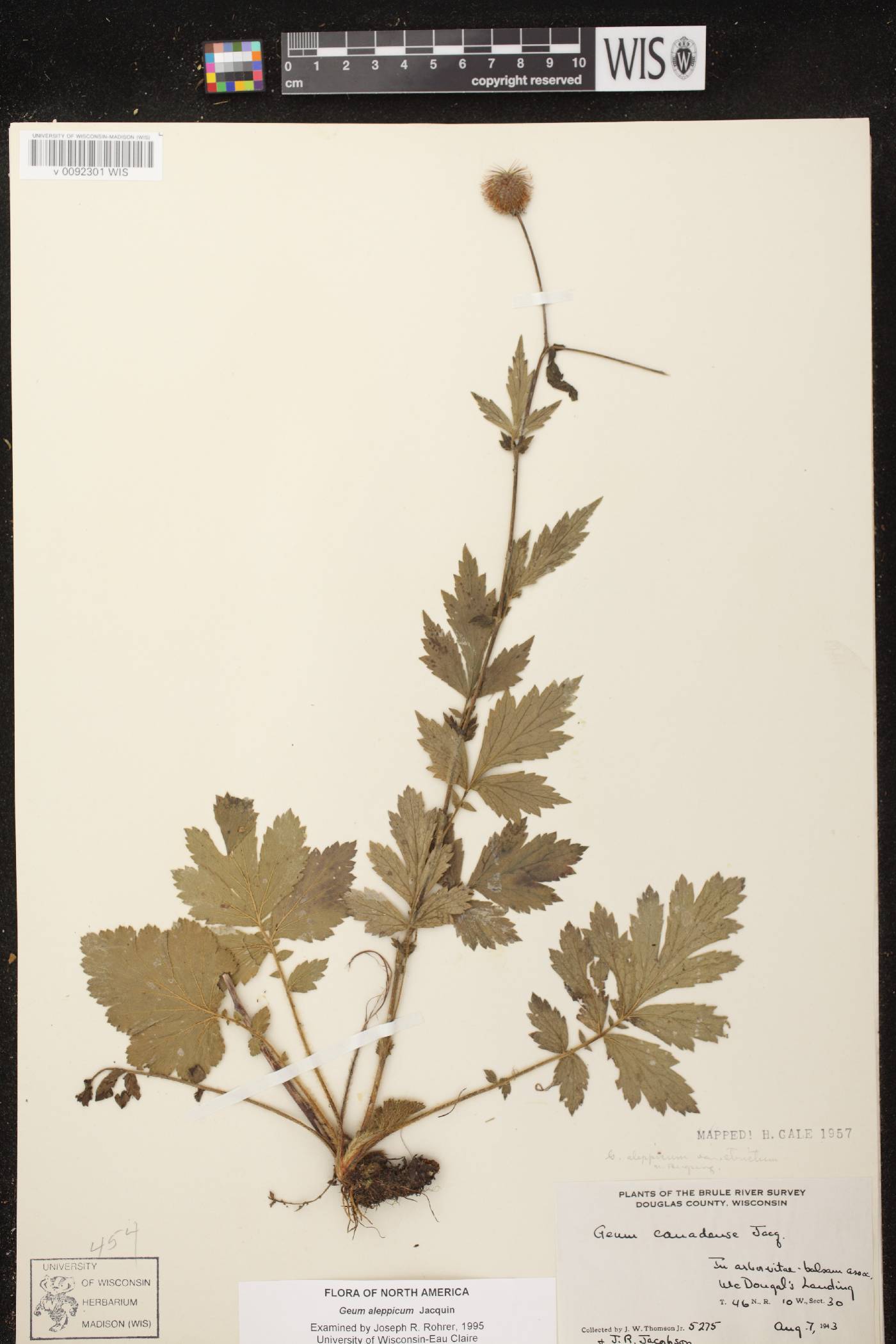 Geum aleppicum image