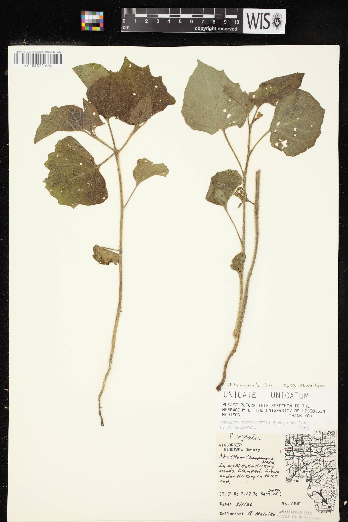 Physalis heterophylla image