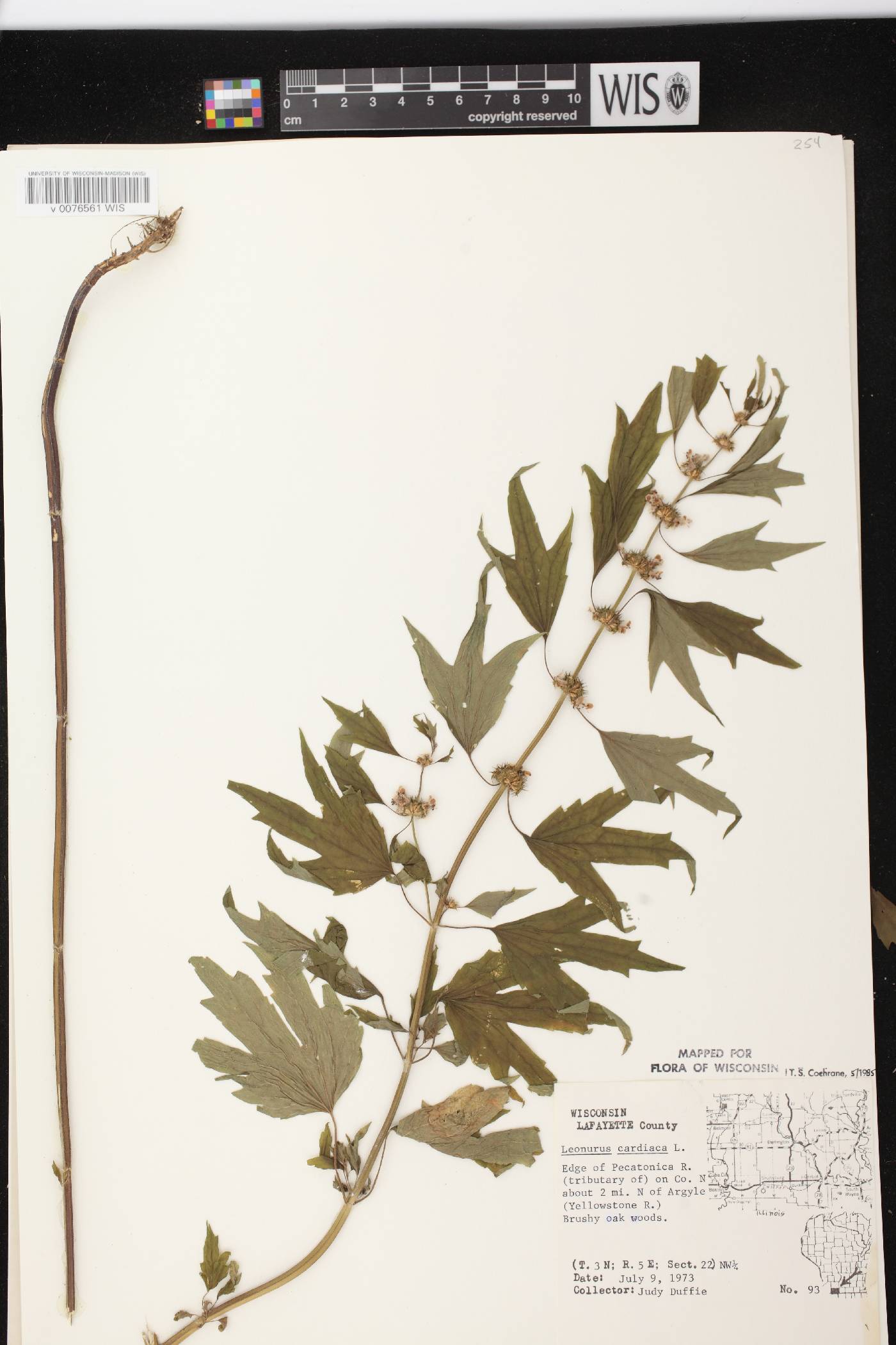 Leonurus cardiaca image