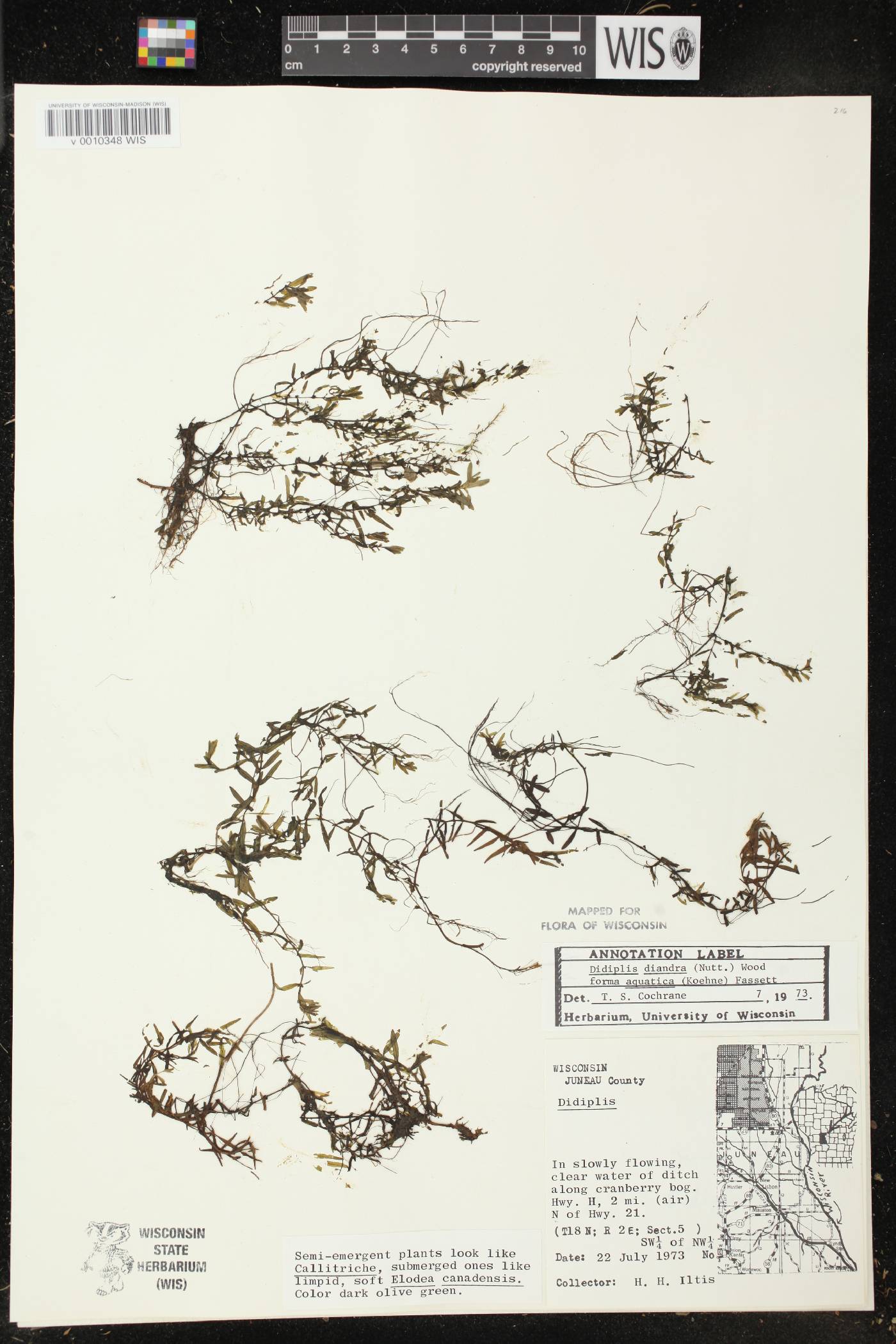 Didiplis diandra image