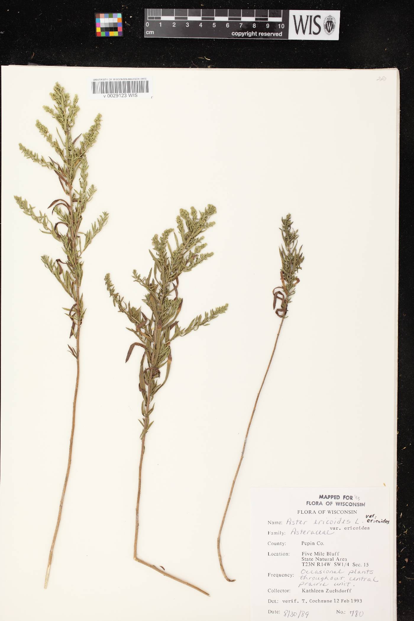 Symphyotrichum ericoides var. ericoides image