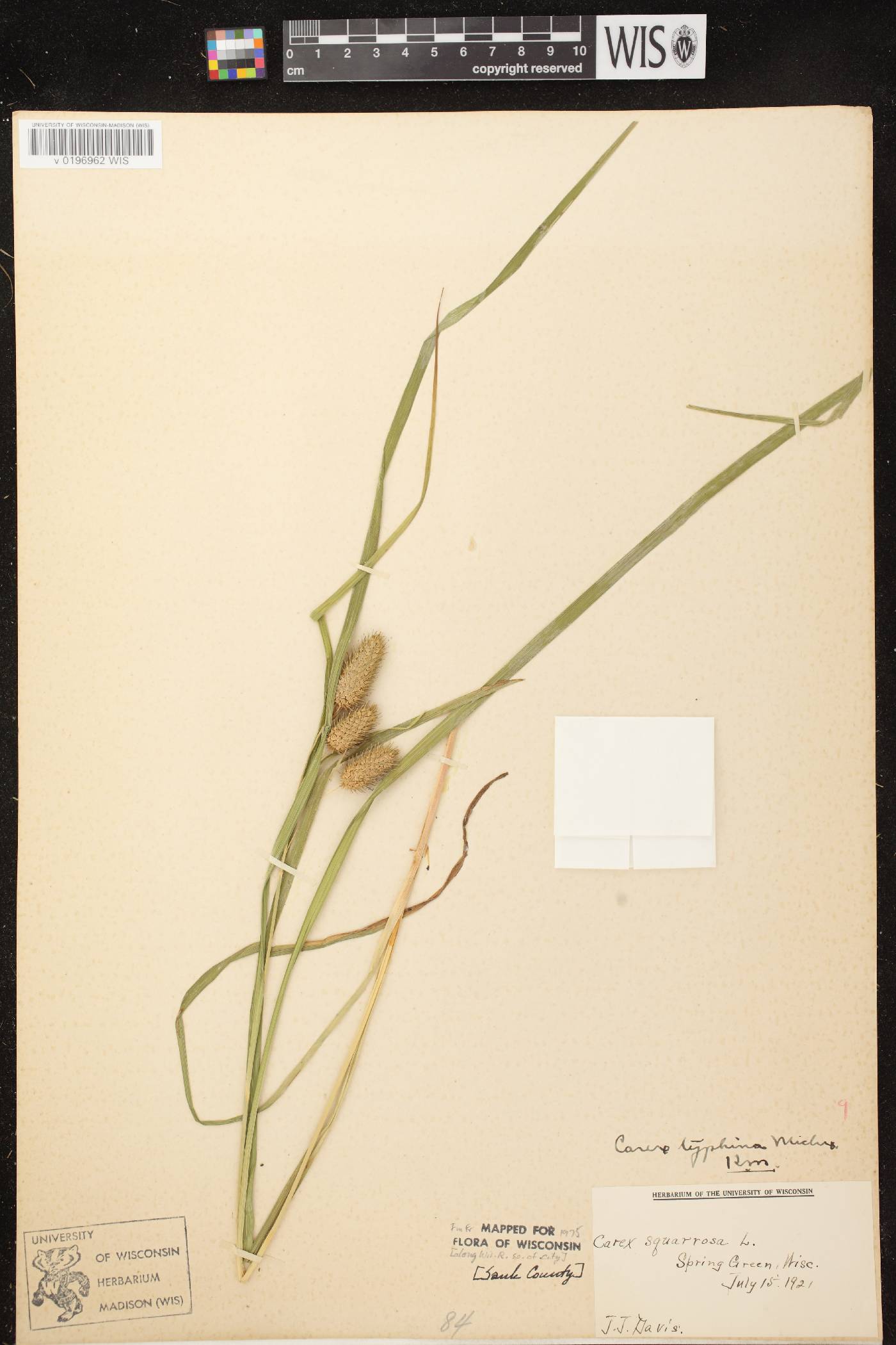 Carex typhina image