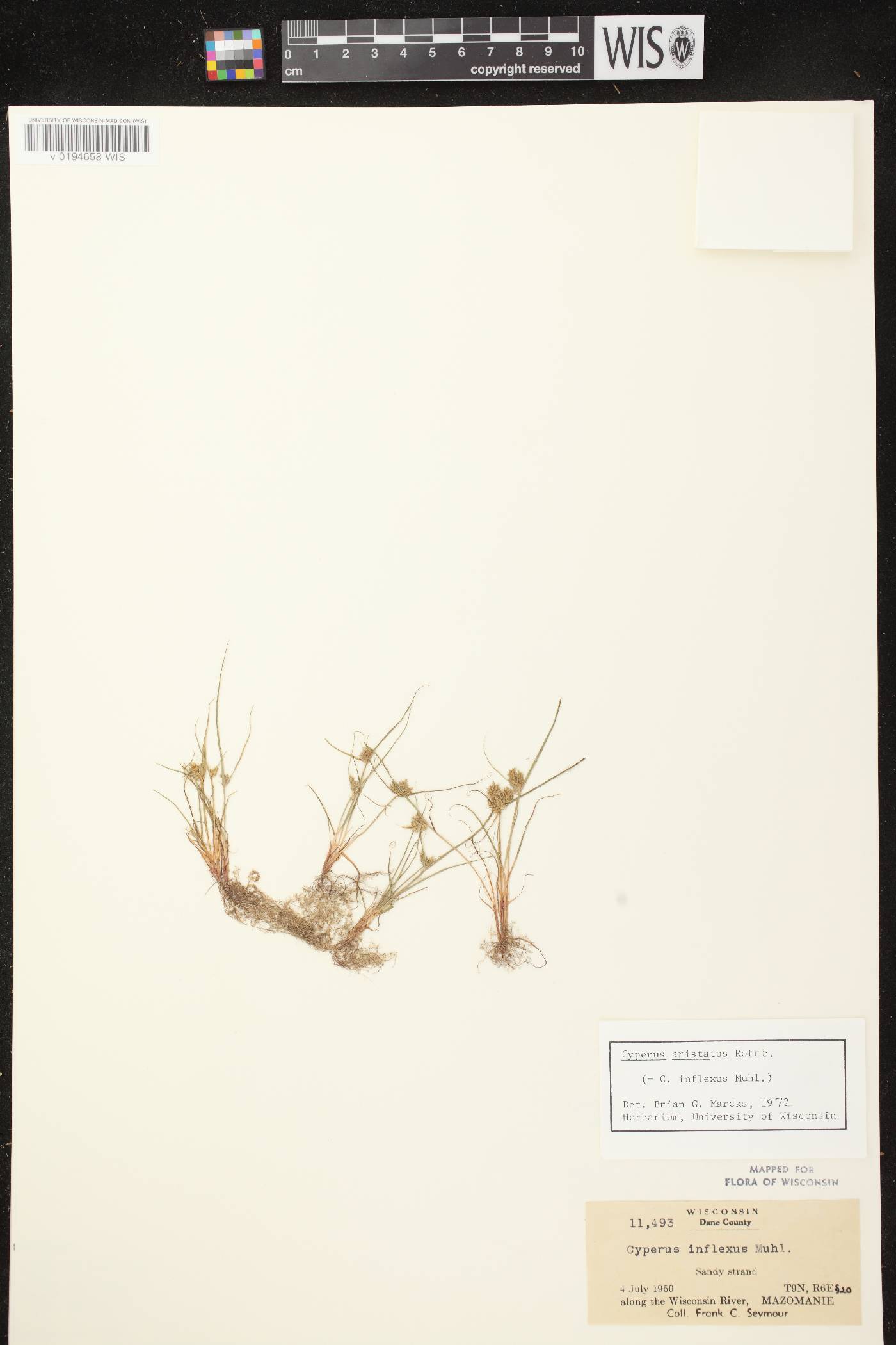 Cyperus squarrosus image