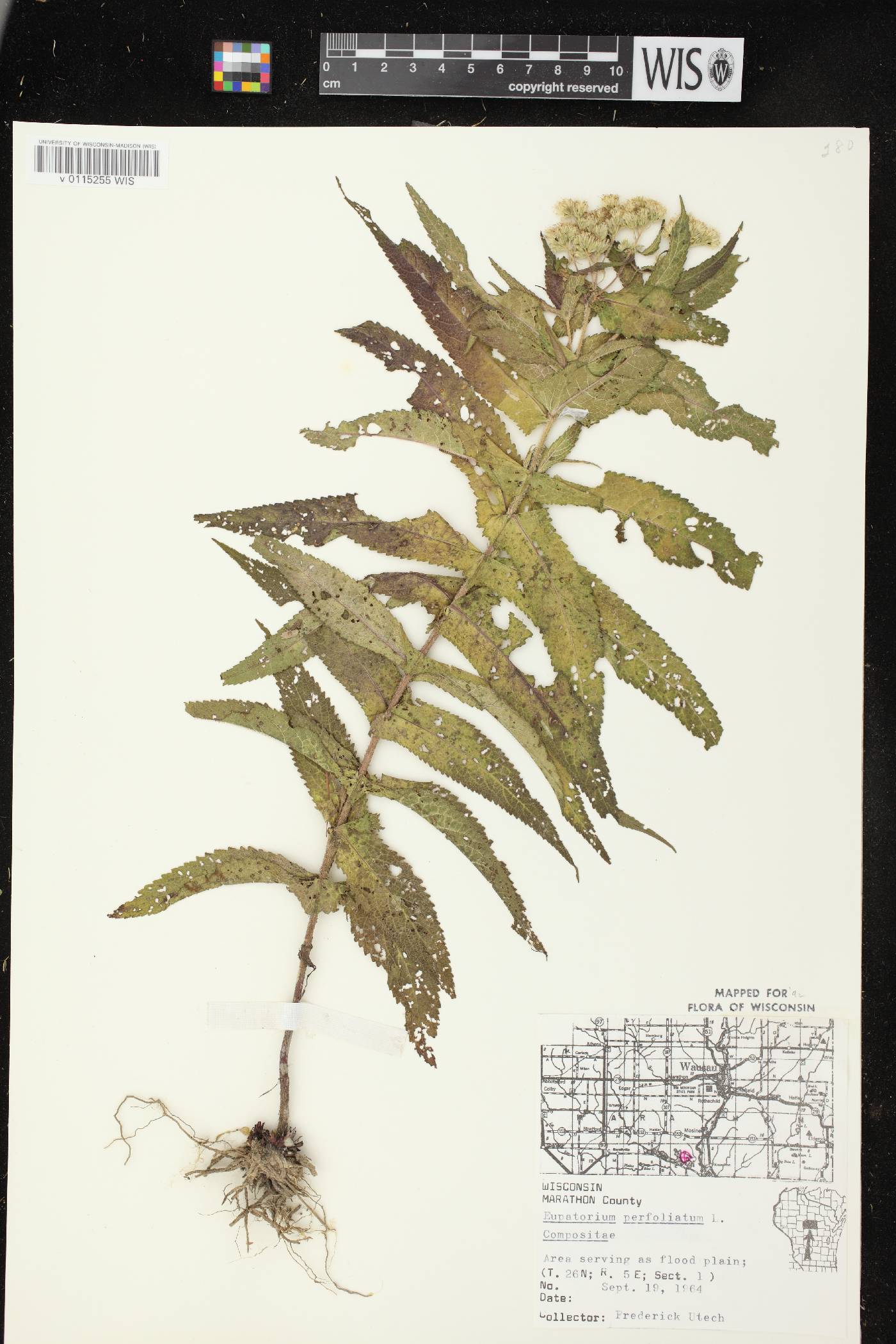 Eupatorium perfoliatum image