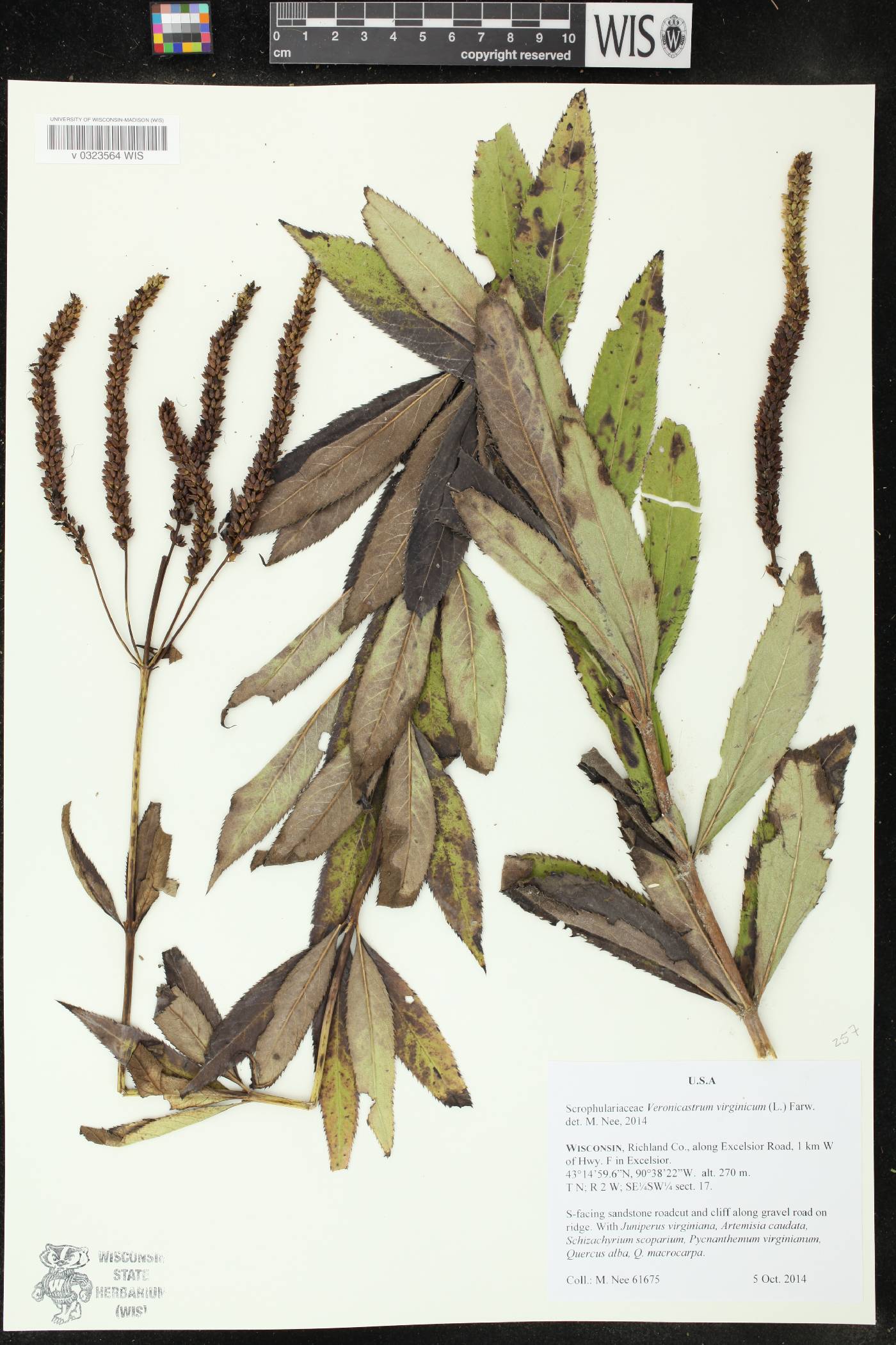 Veronicastrum virginicum image
