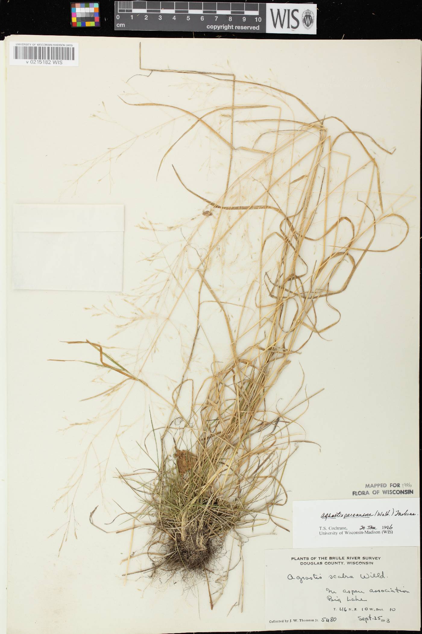 Agrostis perennans var. perennans image