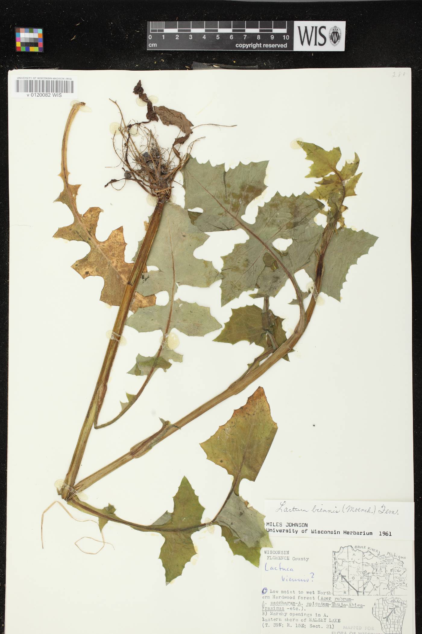 Lactuca biennis image