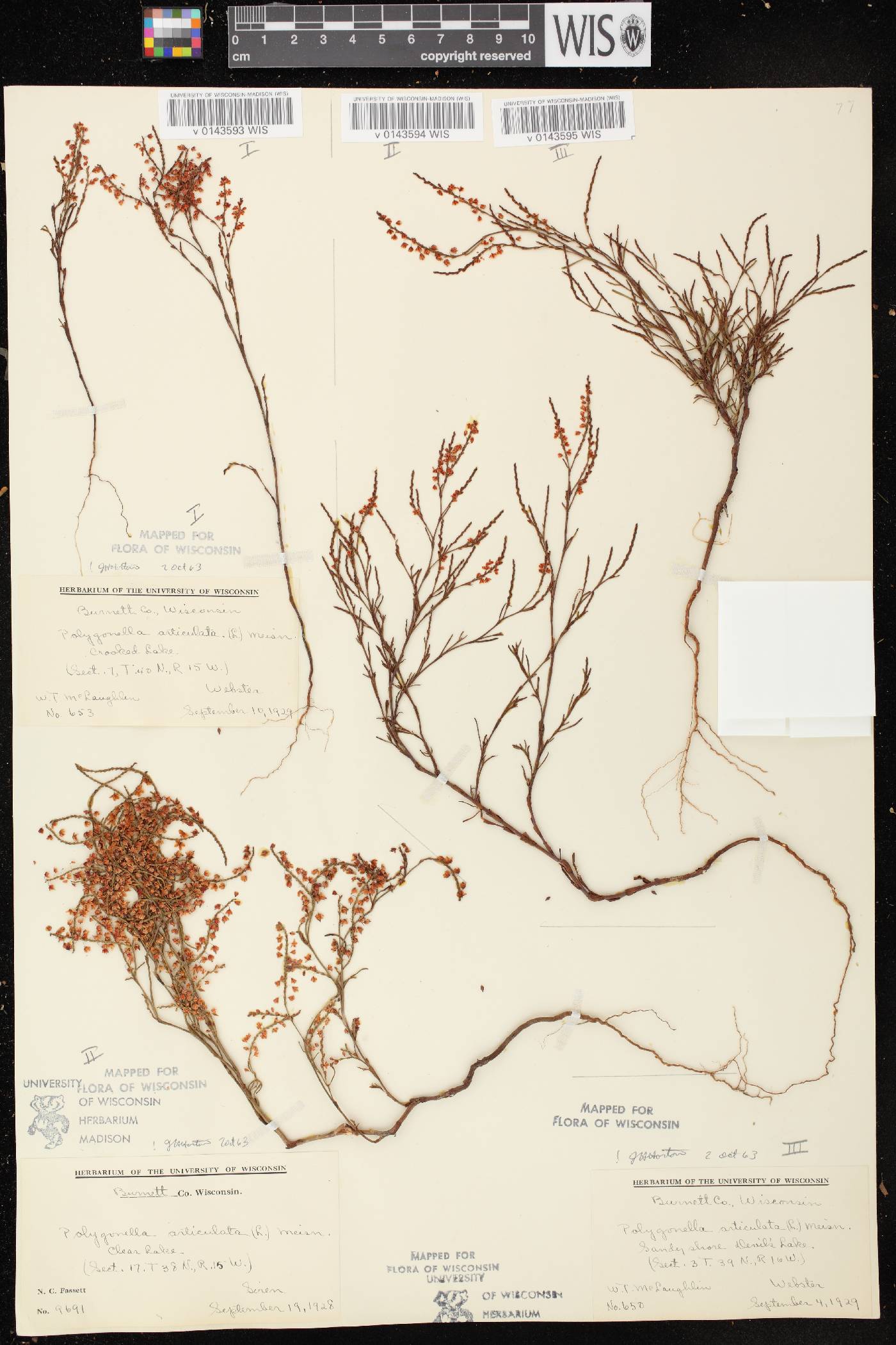 Polygonella articulata image