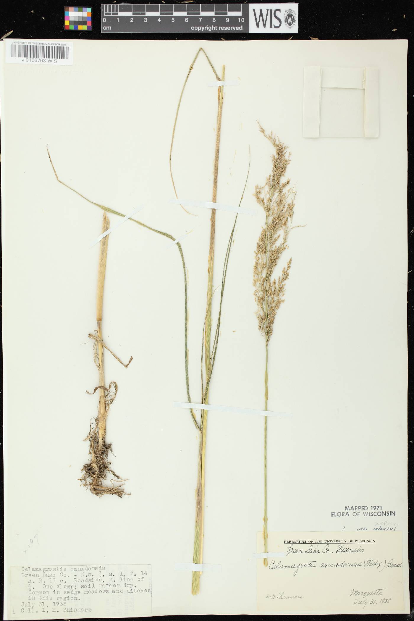Calamagrostis canadensis var. canadensis image