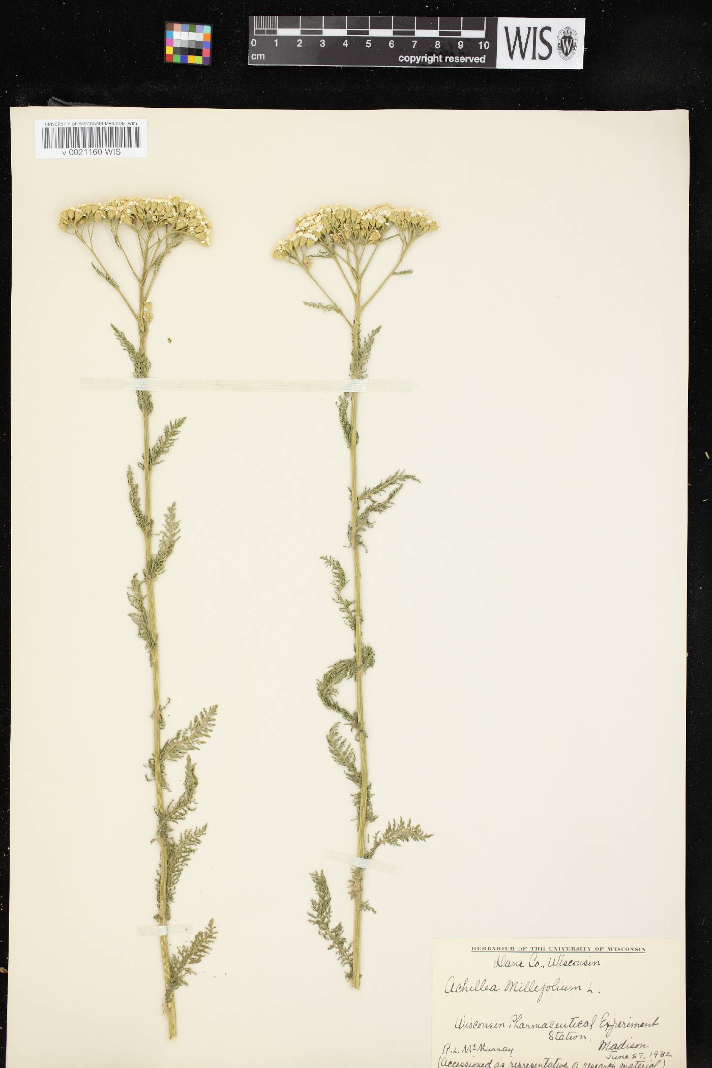 Achillea millefolium image
