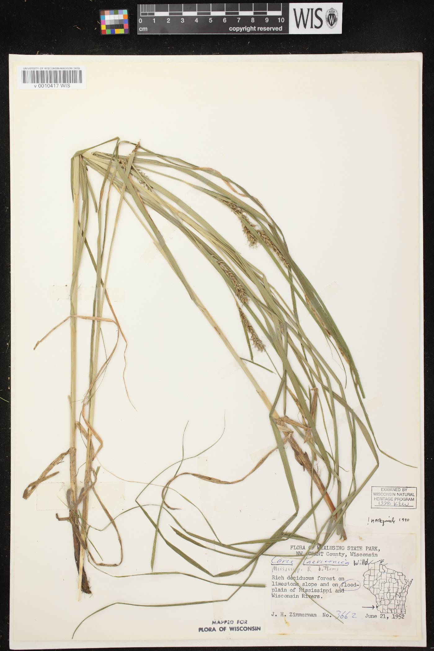 Carex laeviconica image