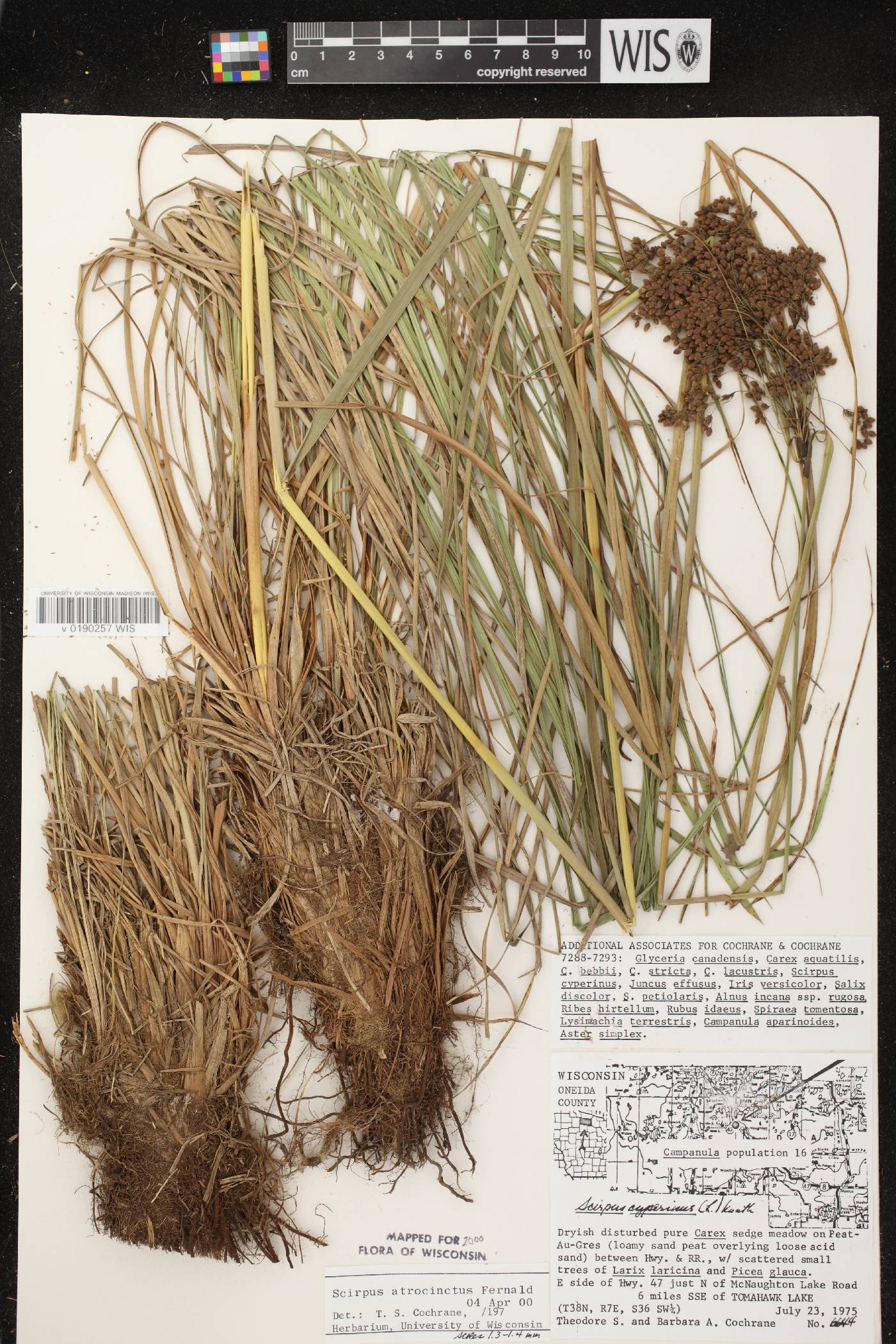 Scirpus atrocinctus image