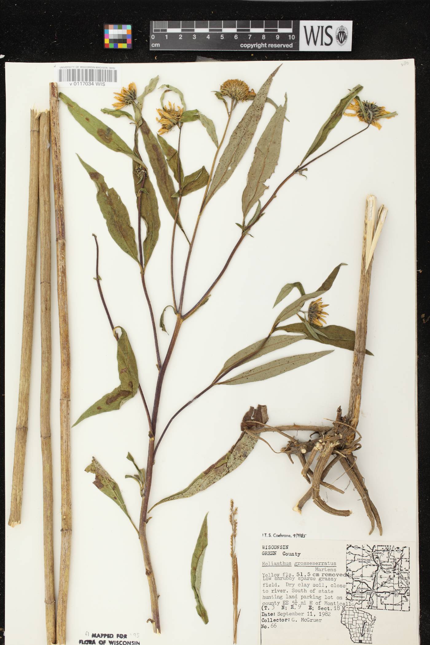 Helianthus grosseserratus image