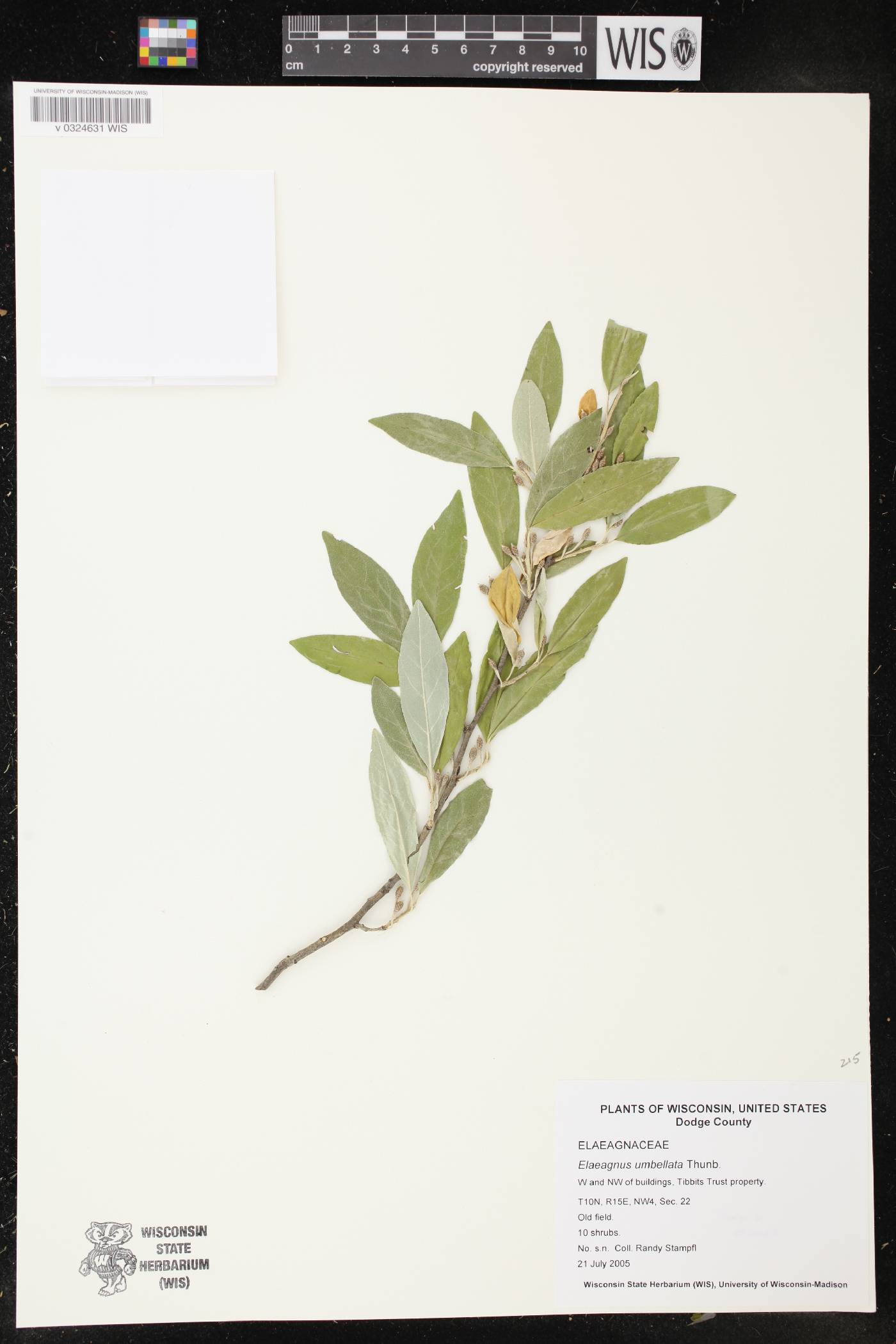 Elaeagnus umbellata image