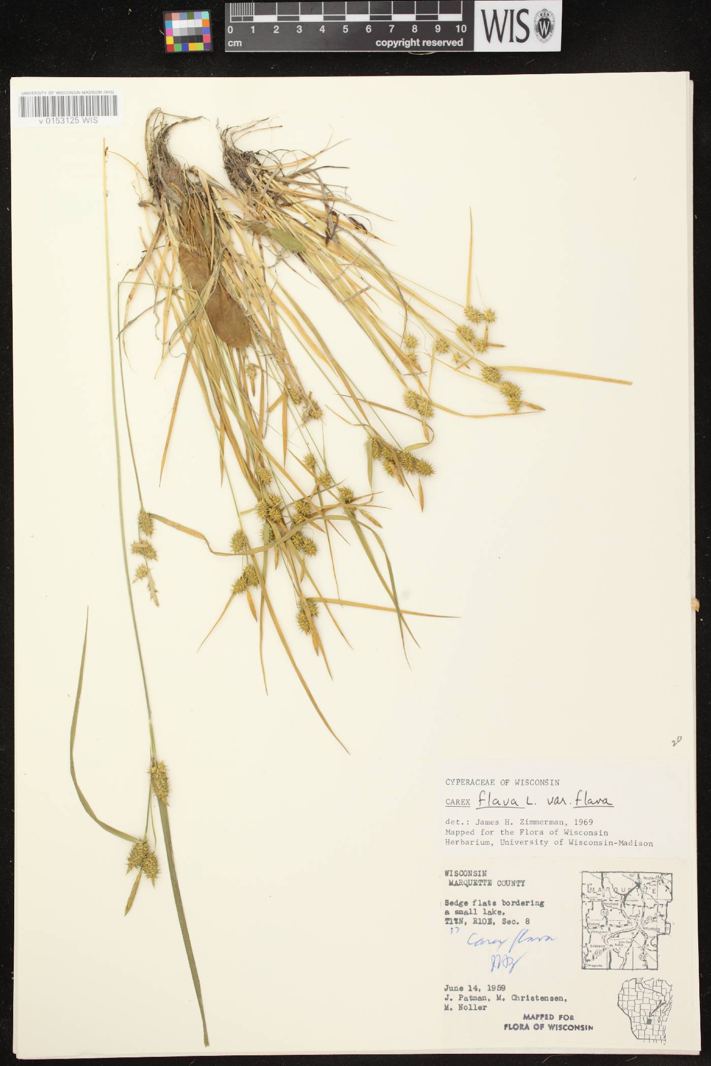 Carex flava image