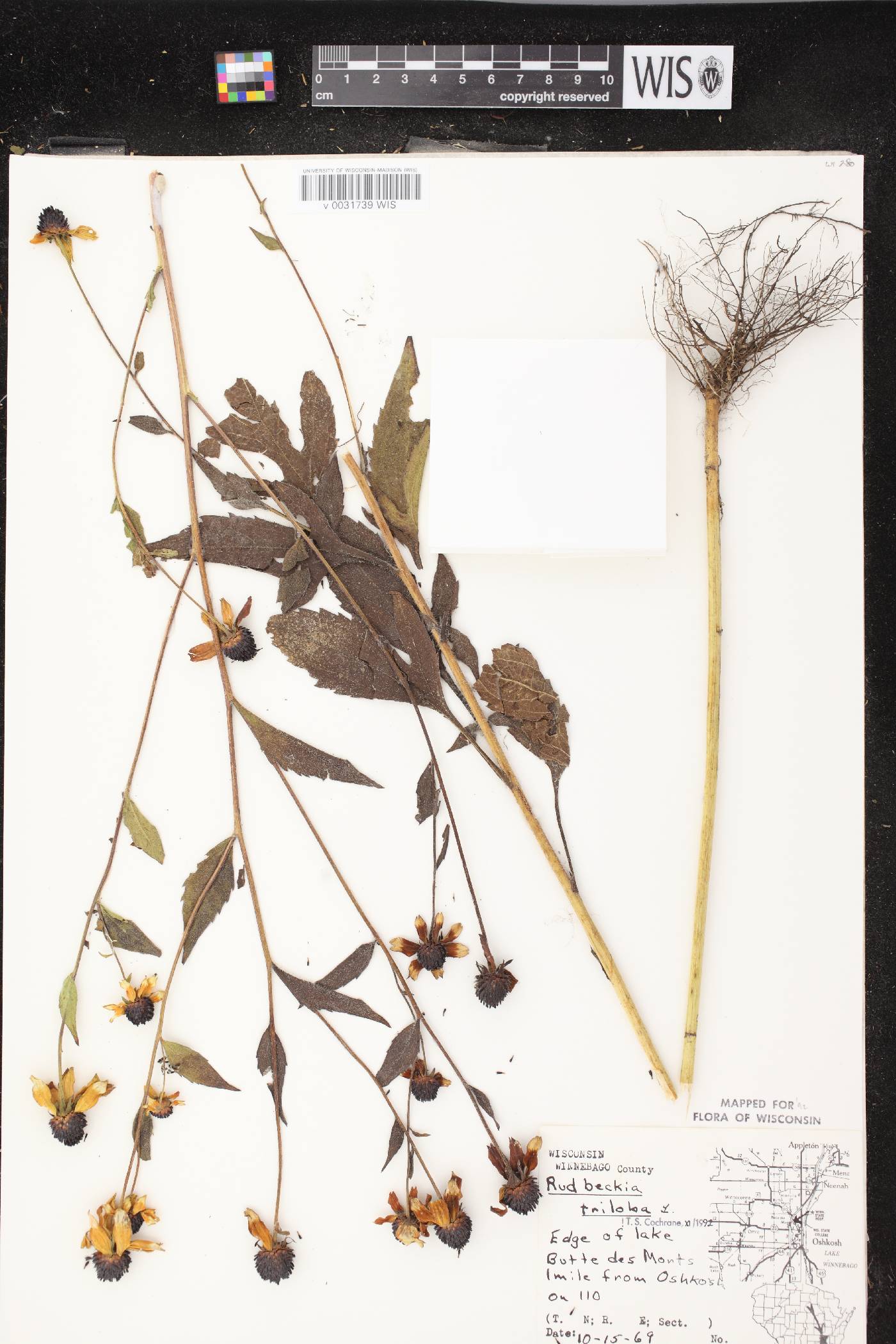 Rudbeckia triloba image