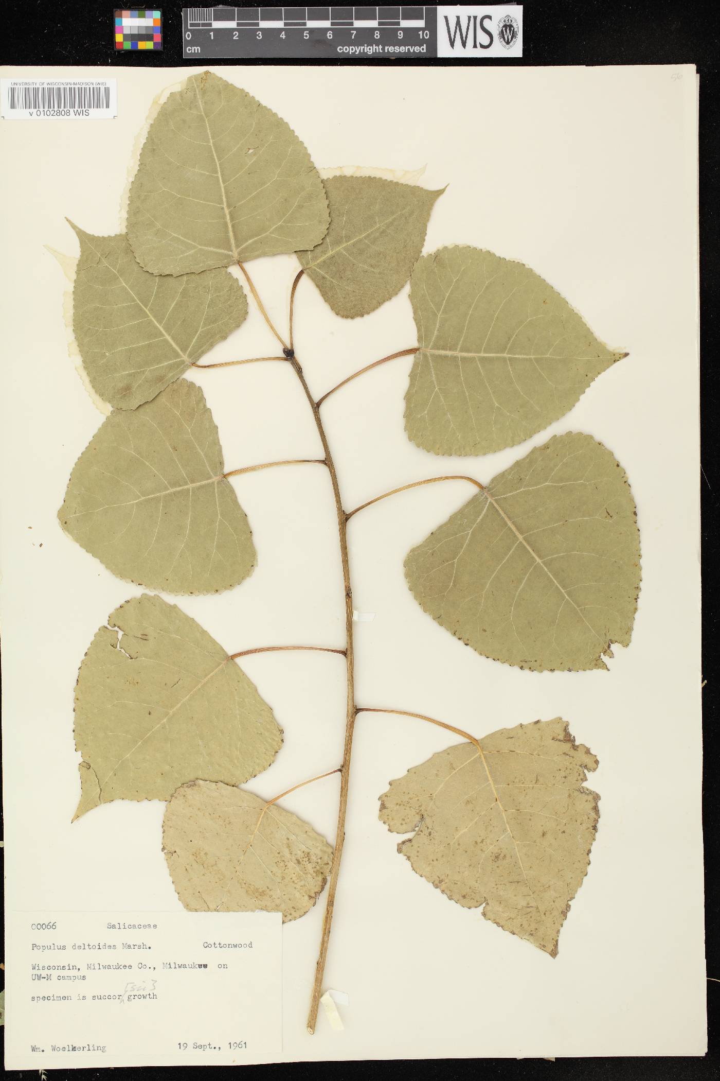 Populus deltoides image