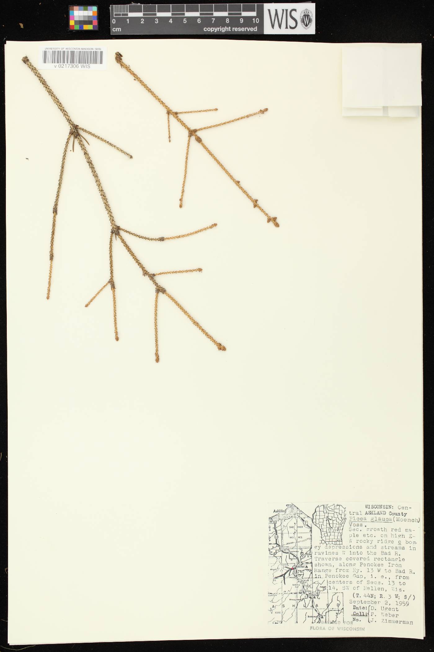Picea glauca image
