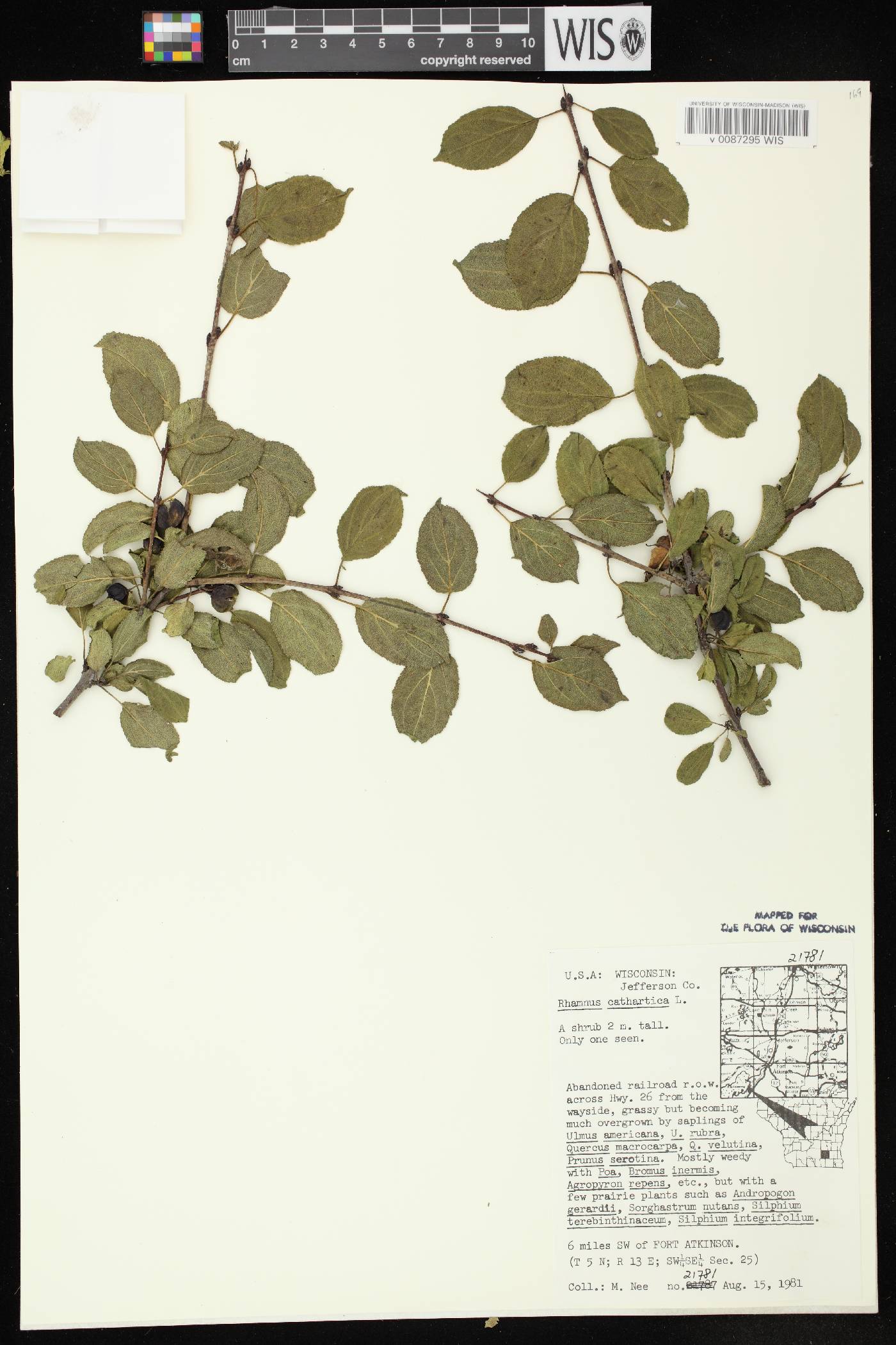 Rhamnus cathartica image