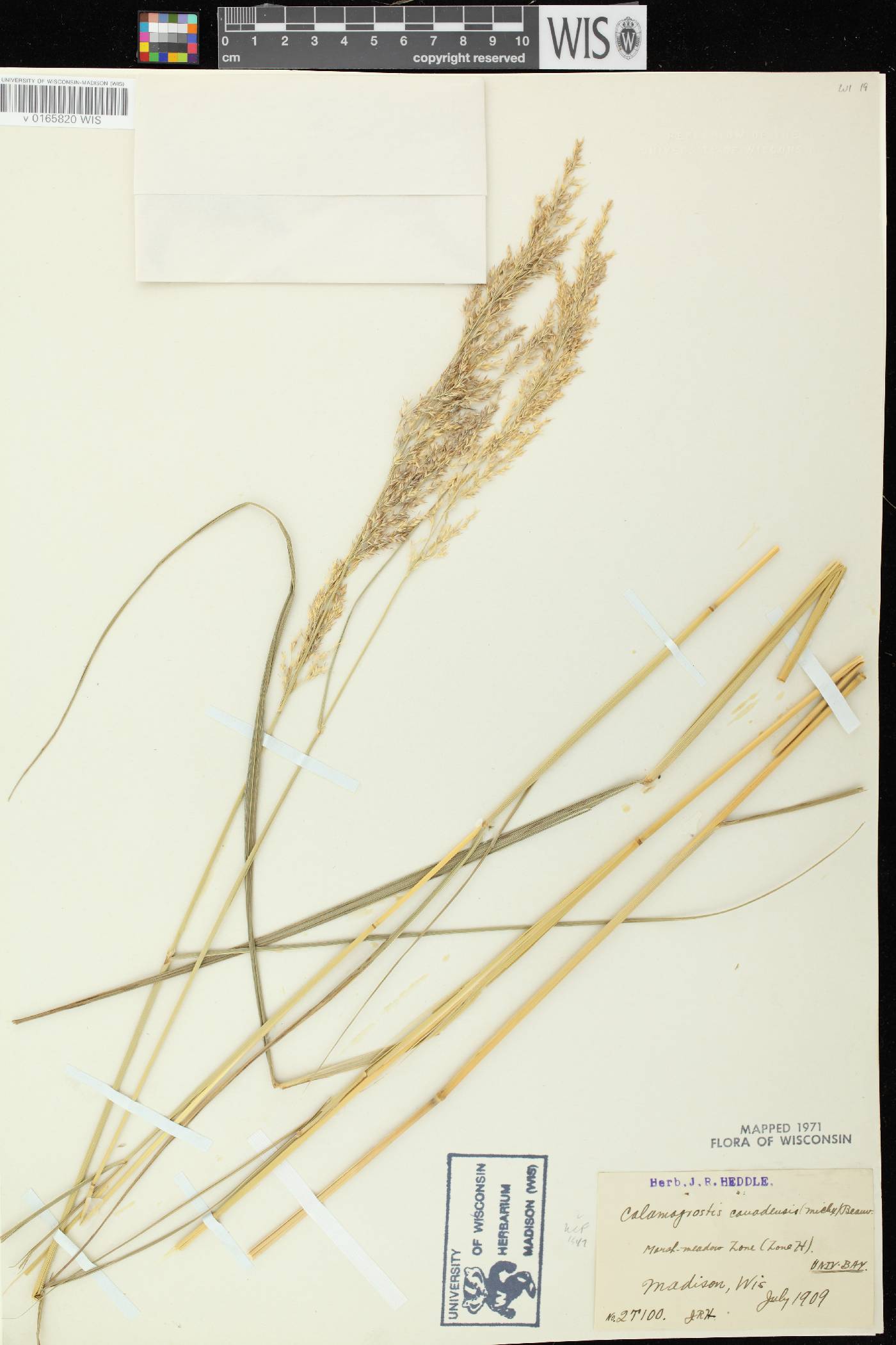 Calamagrostis canadensis var. canadensis image