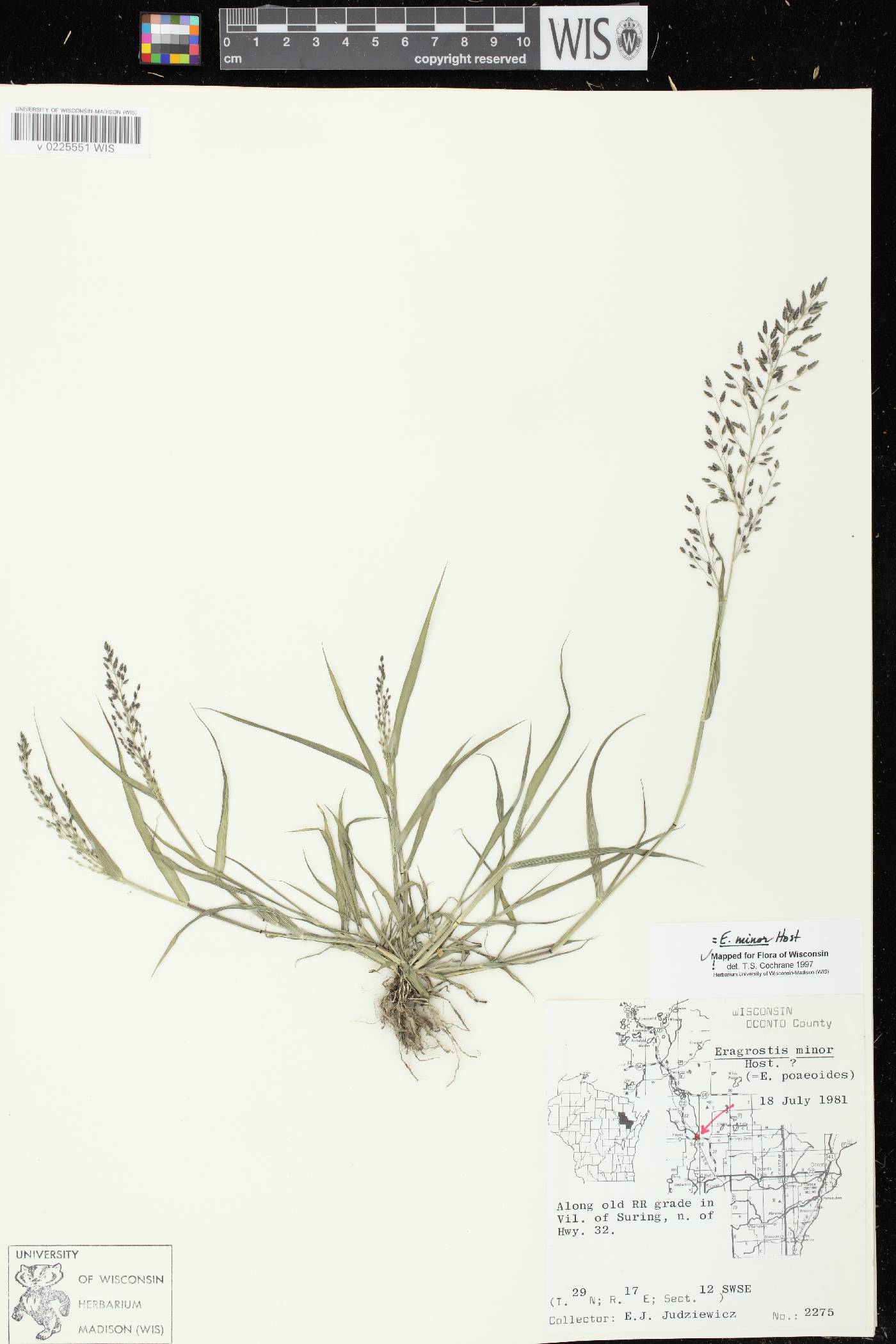 Eragrostis minor image